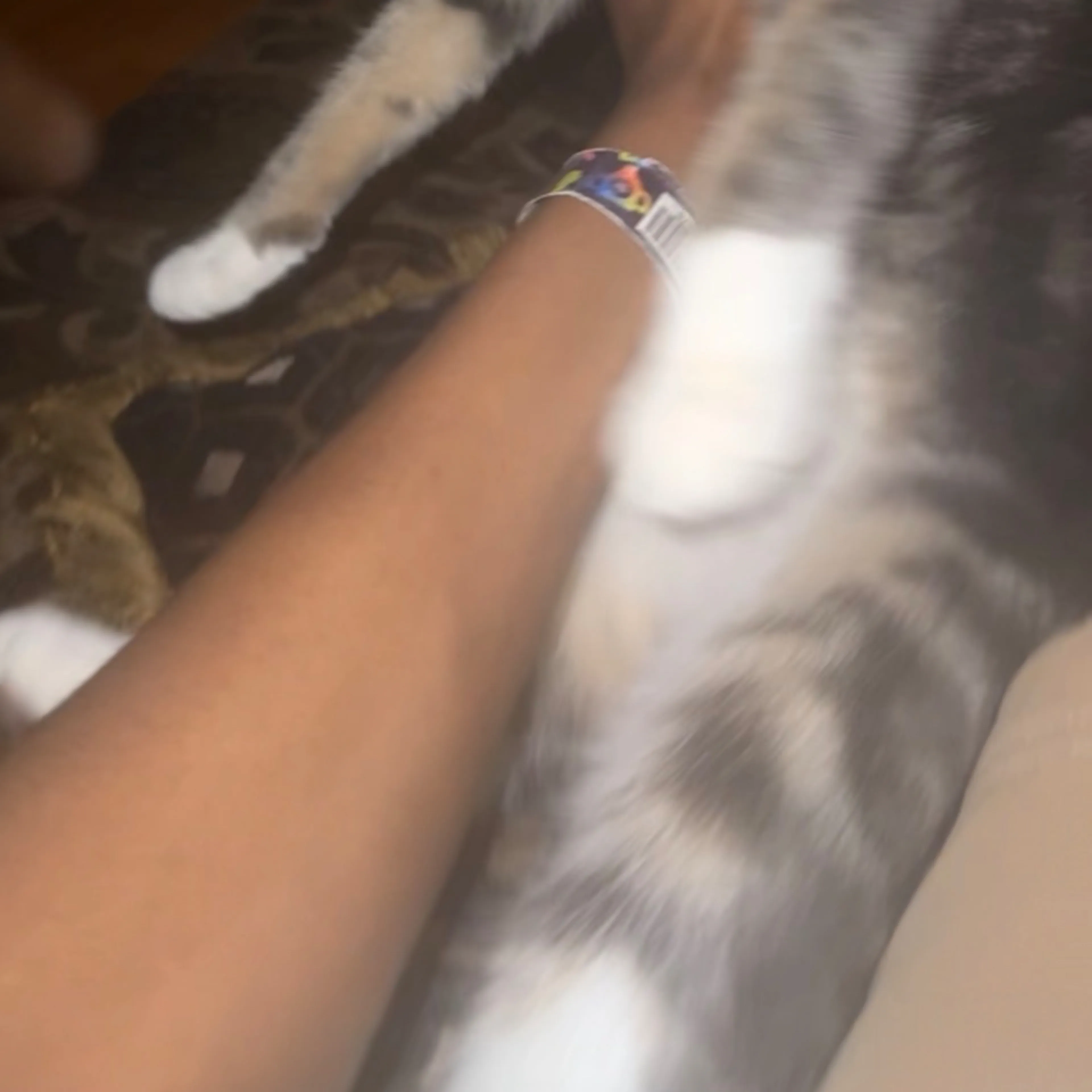 Lost pet-3