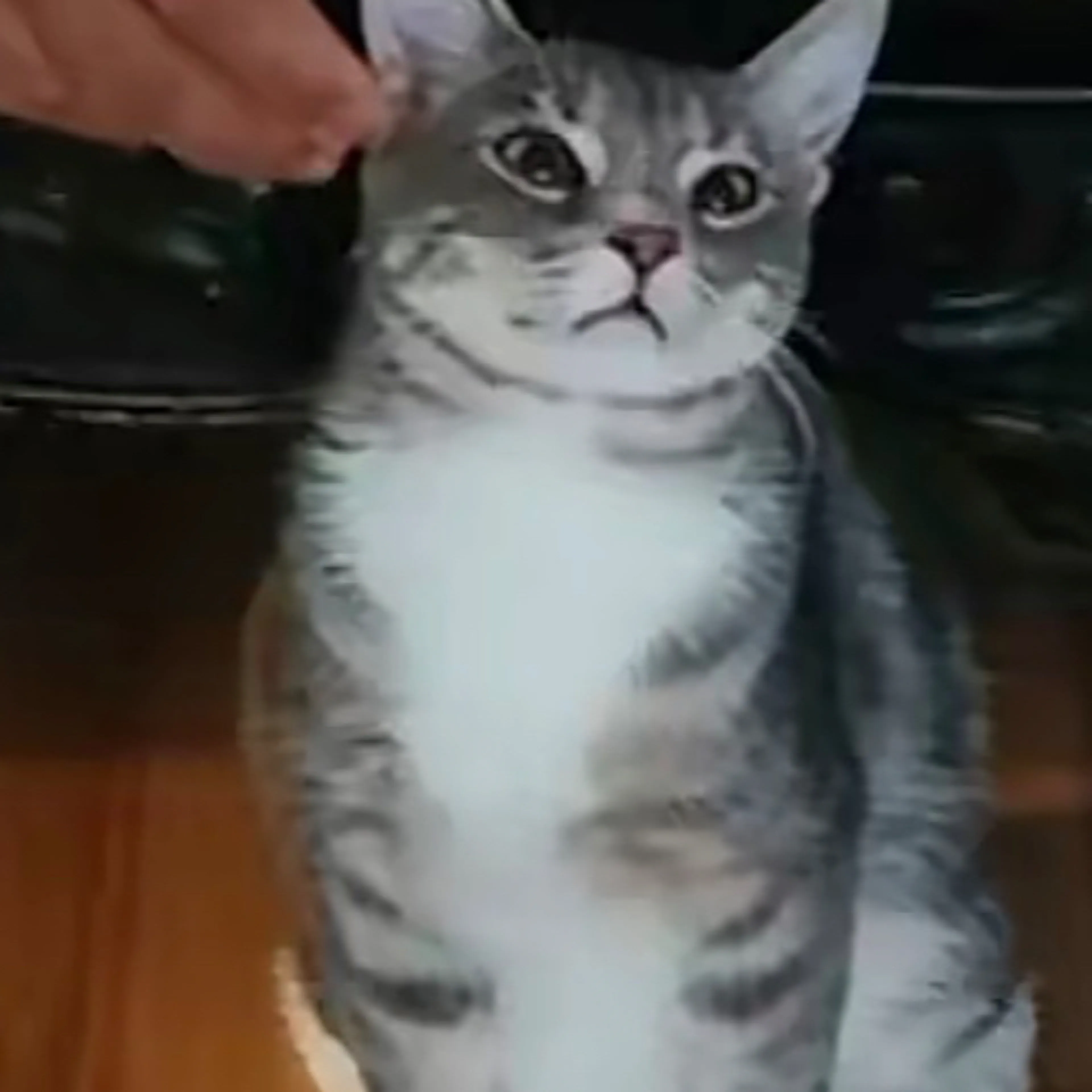 Lost pet-1