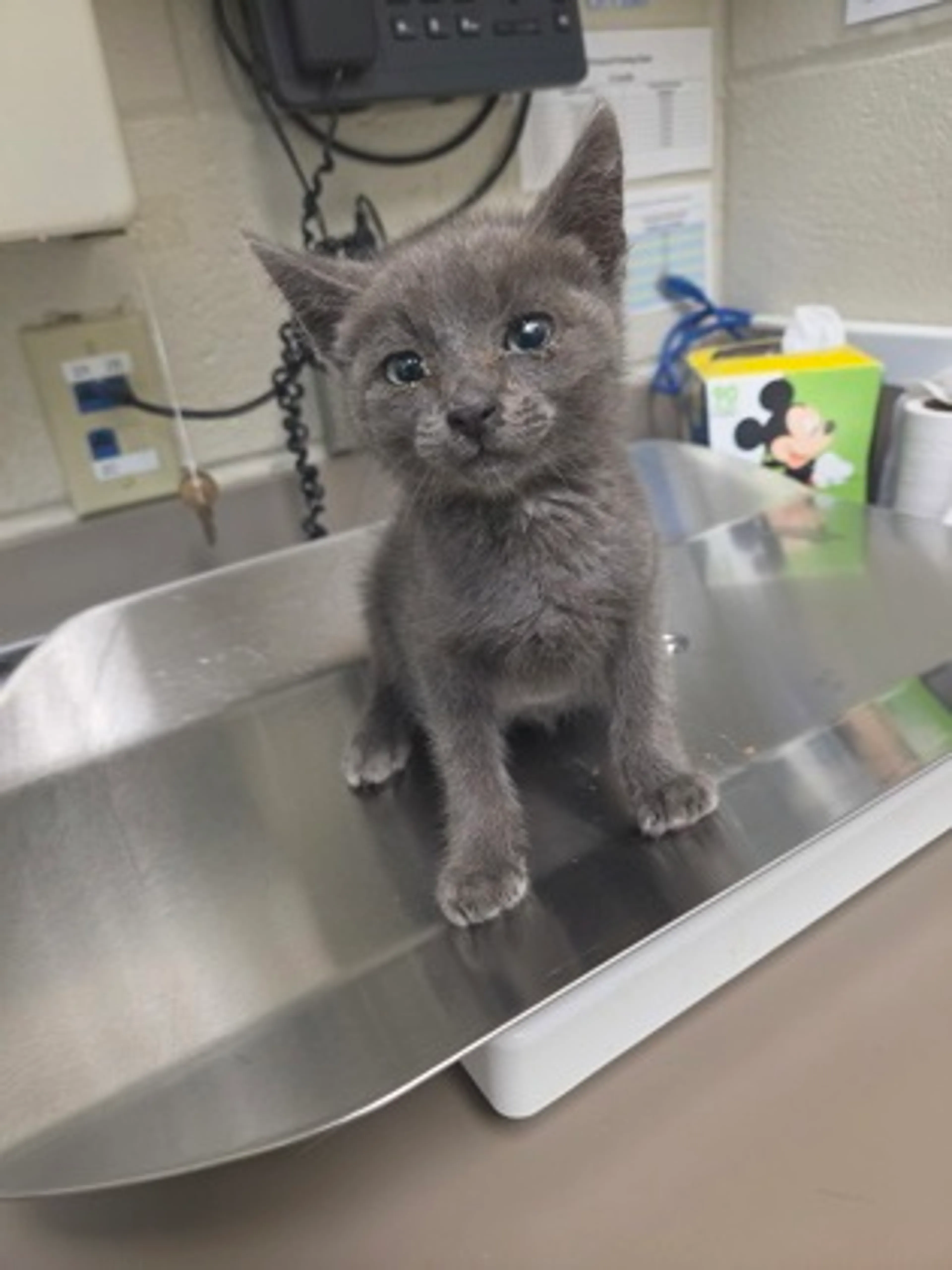 Found pet