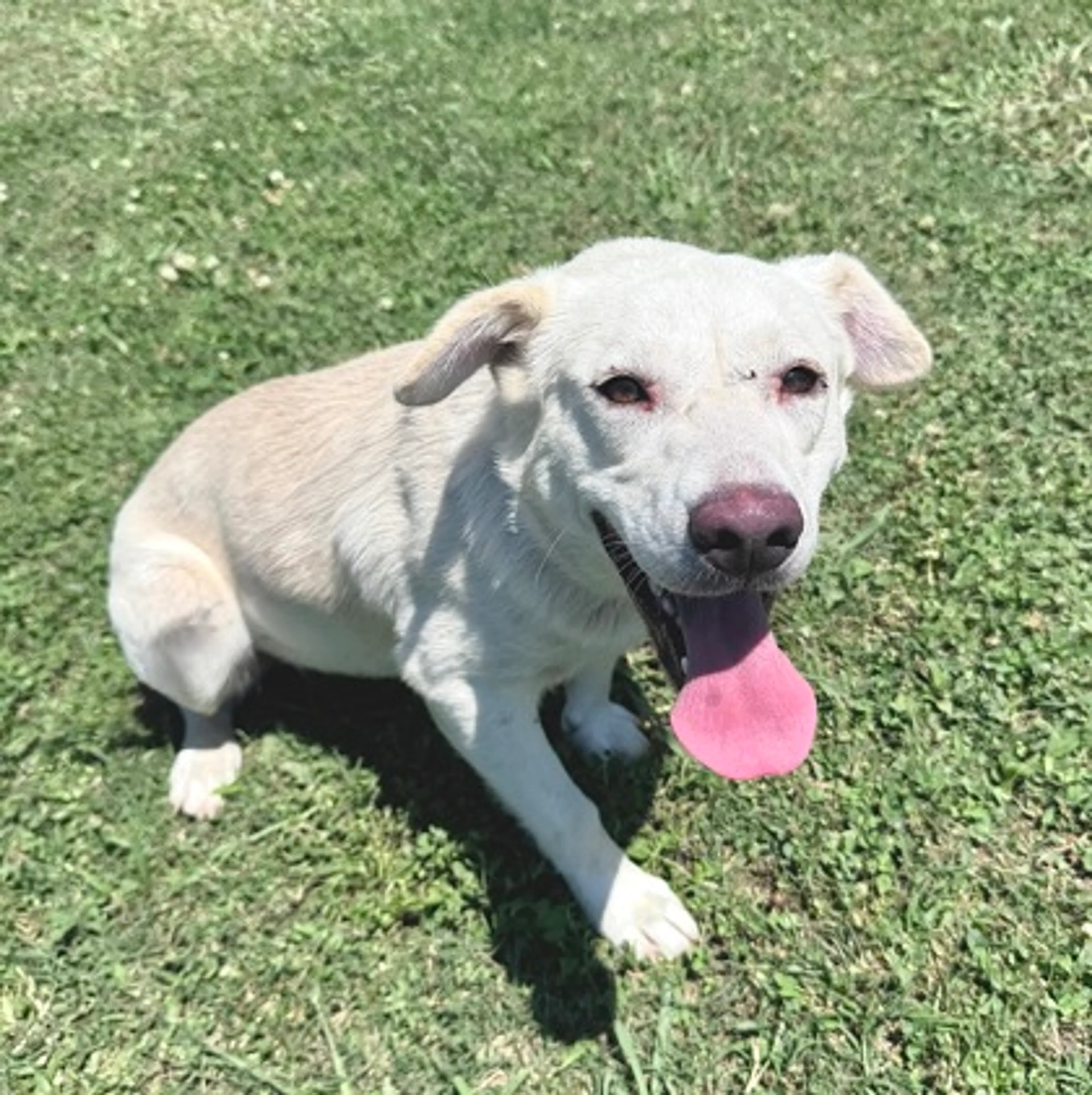 Found pet