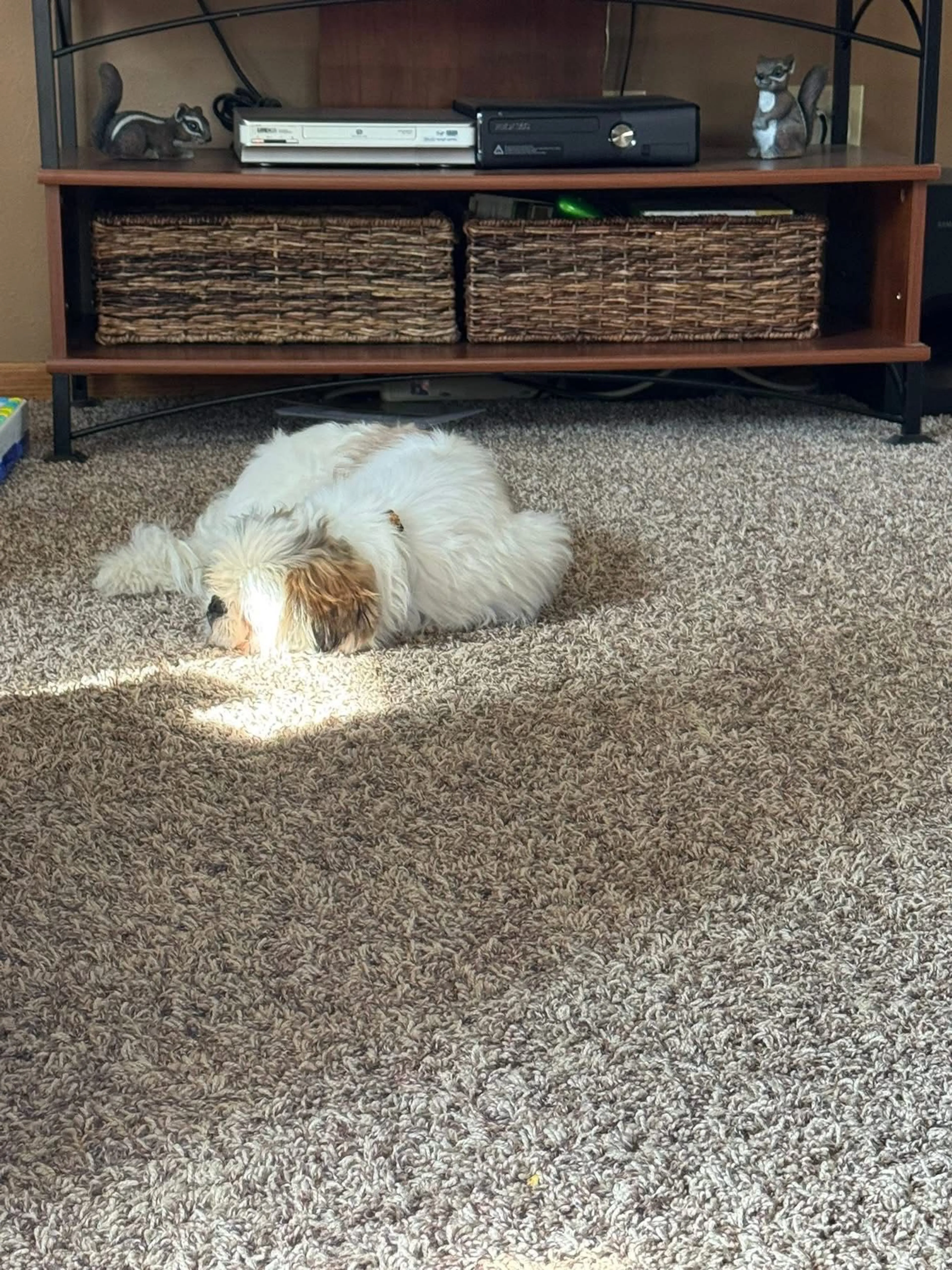 Lost pet-0
