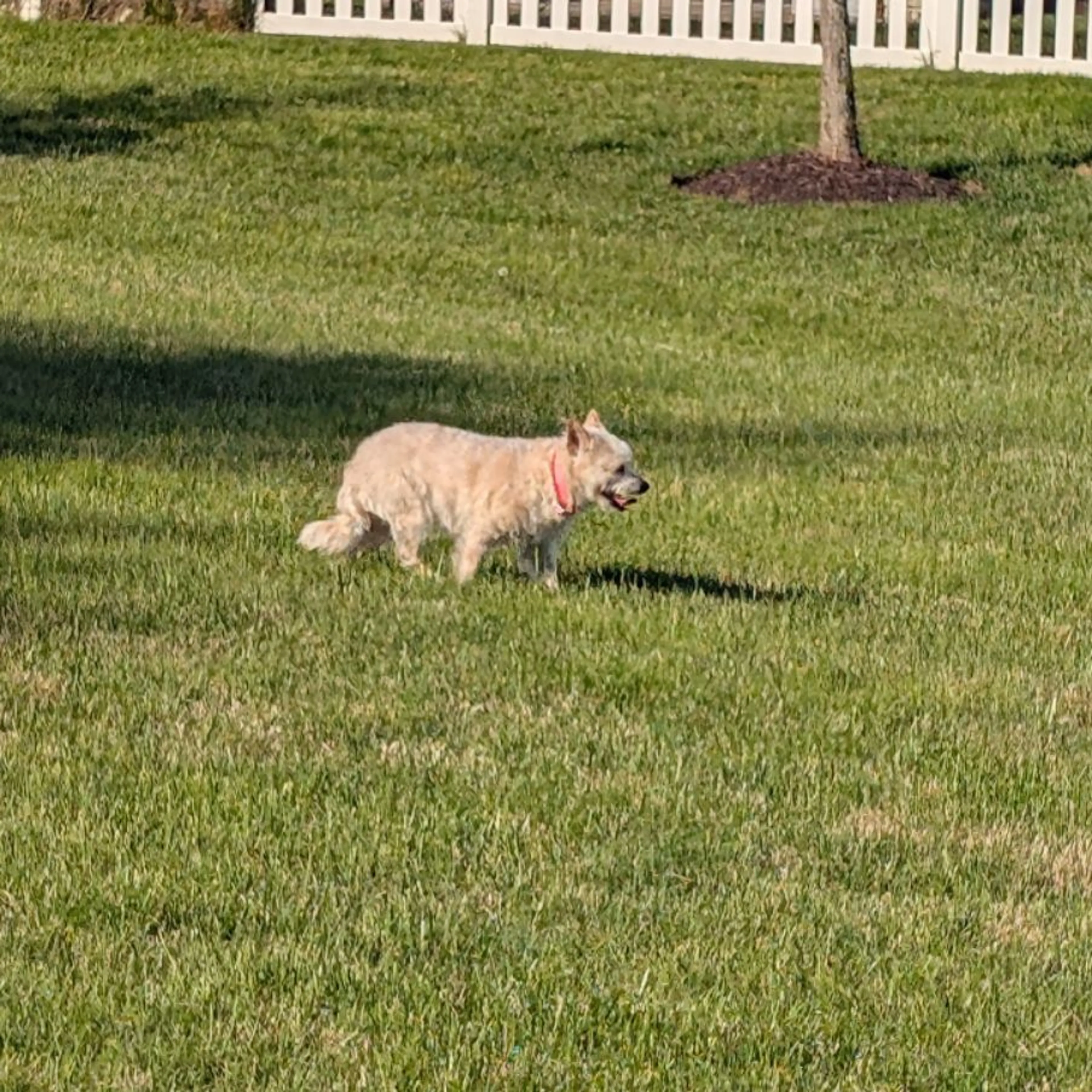 Found pet