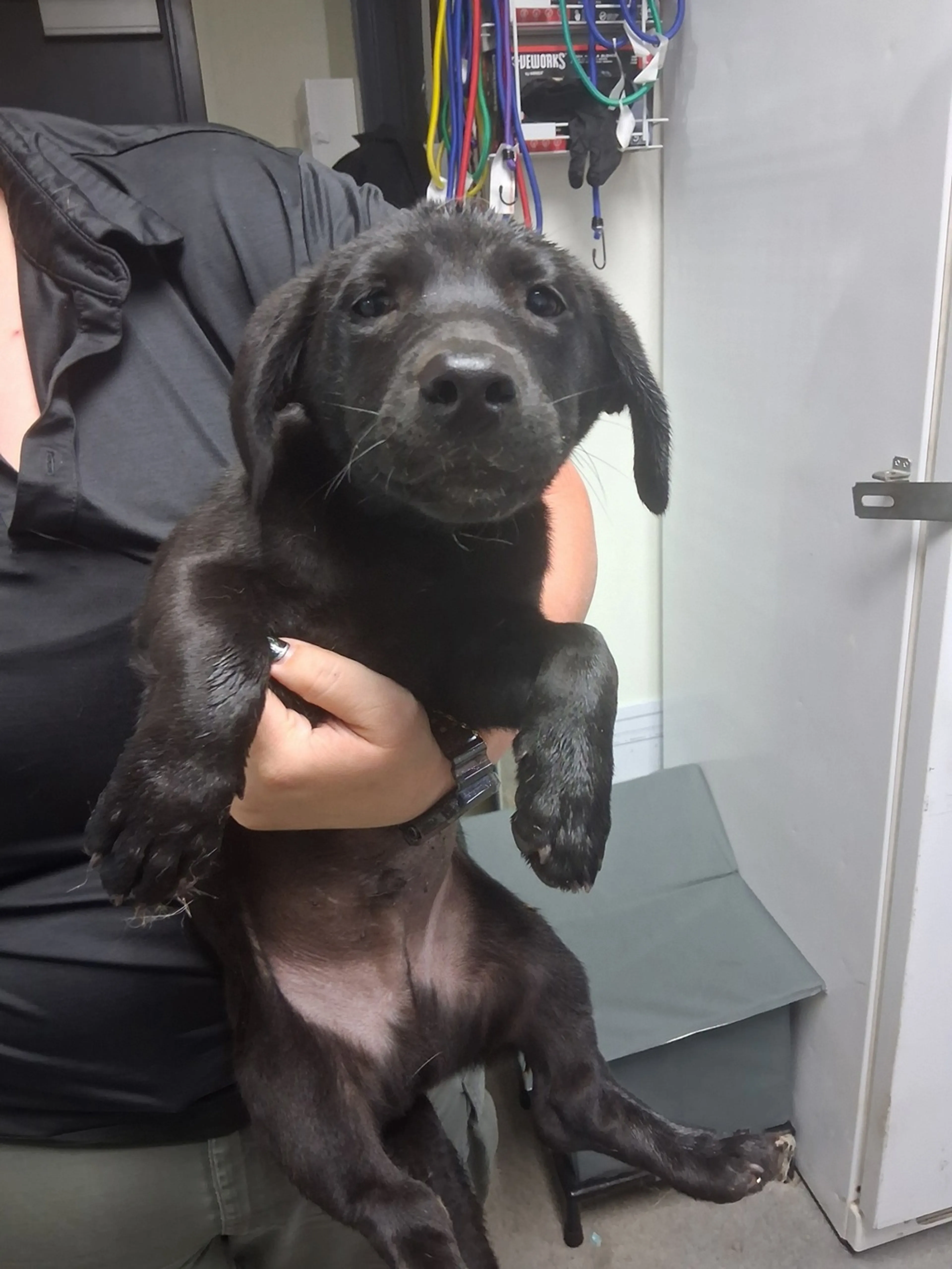 Found pet-1