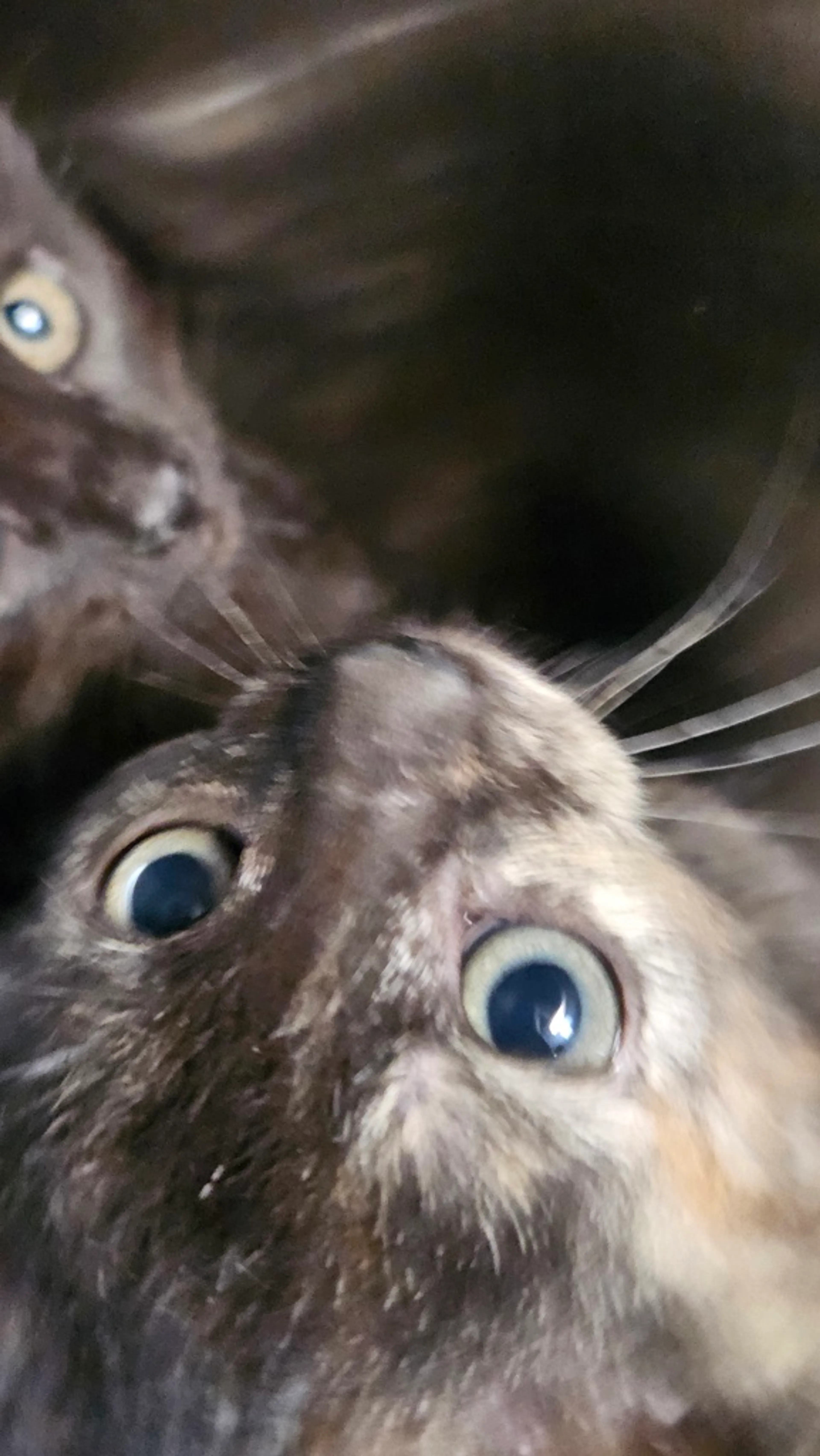 Found pet-1