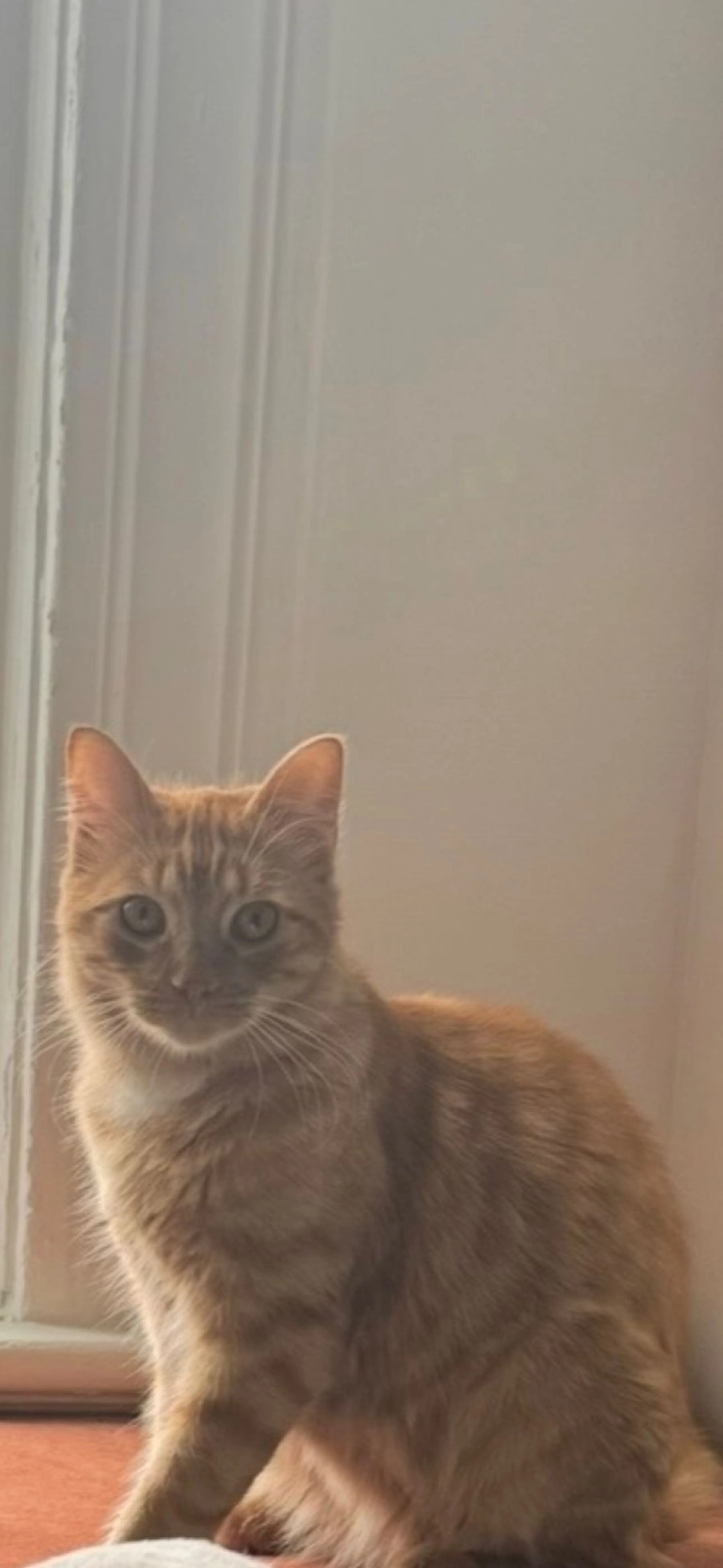 Lost pet-0