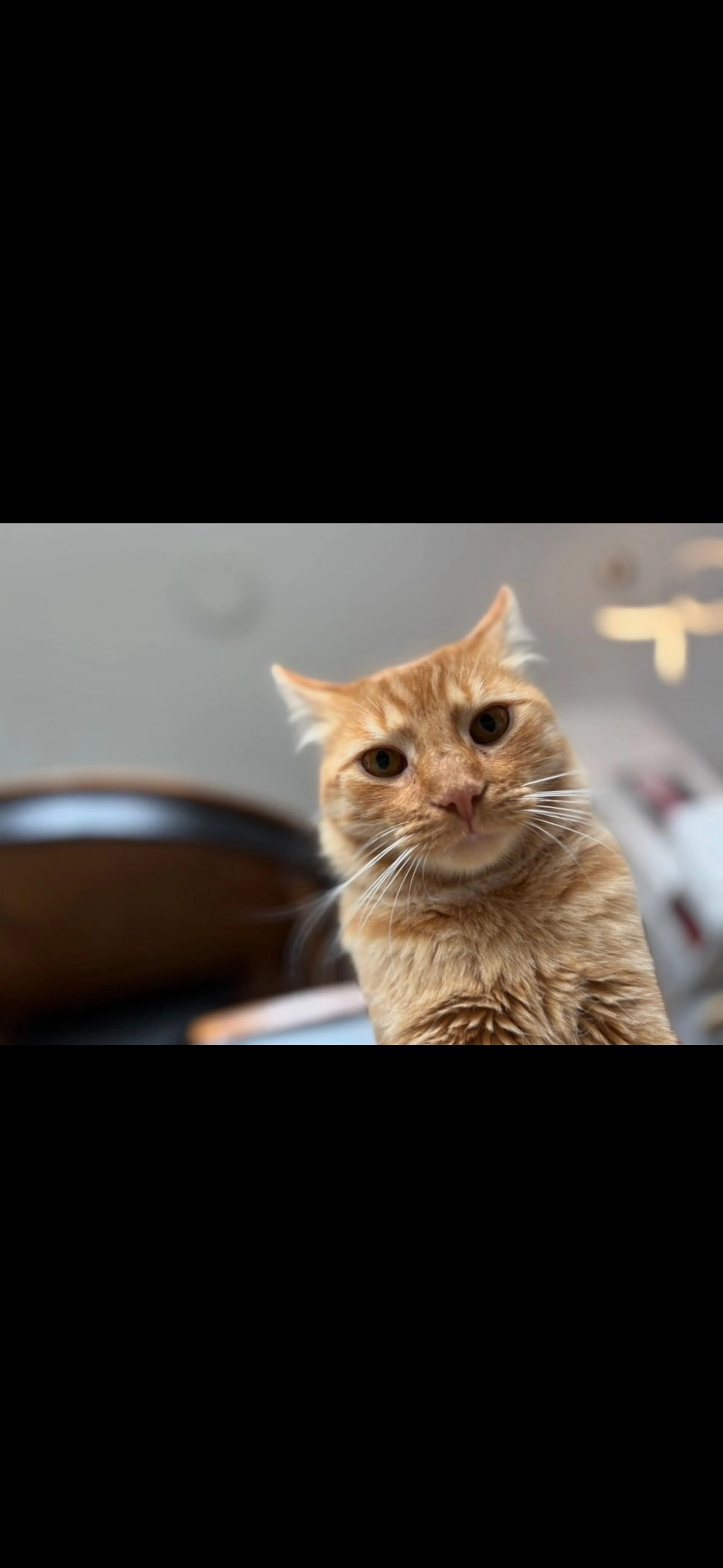 Lost pet-1
