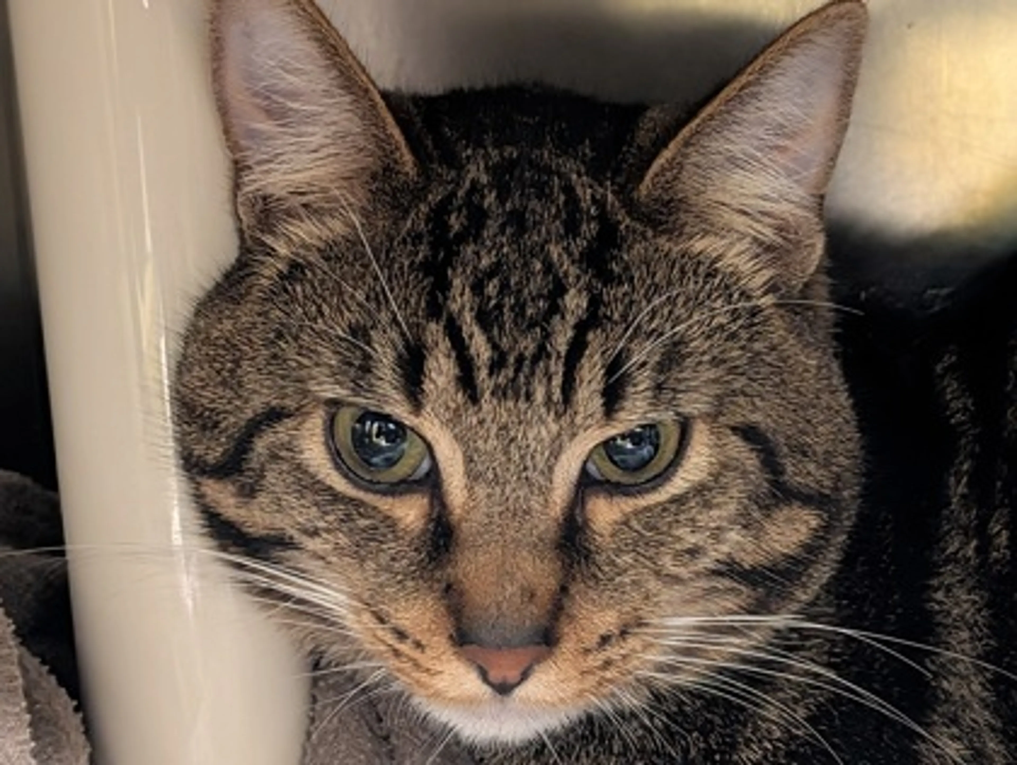 Found pet-1