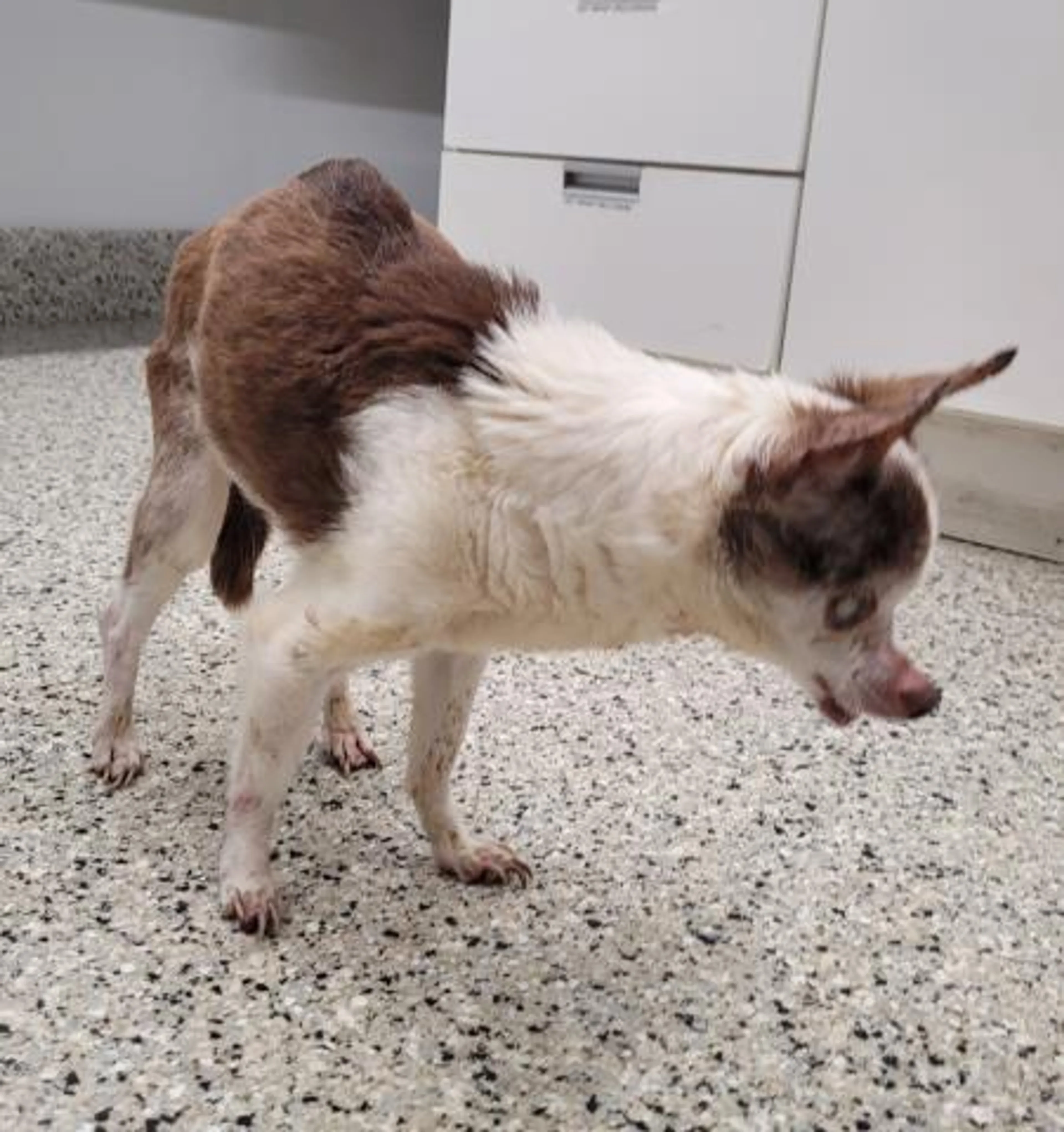 Found pet