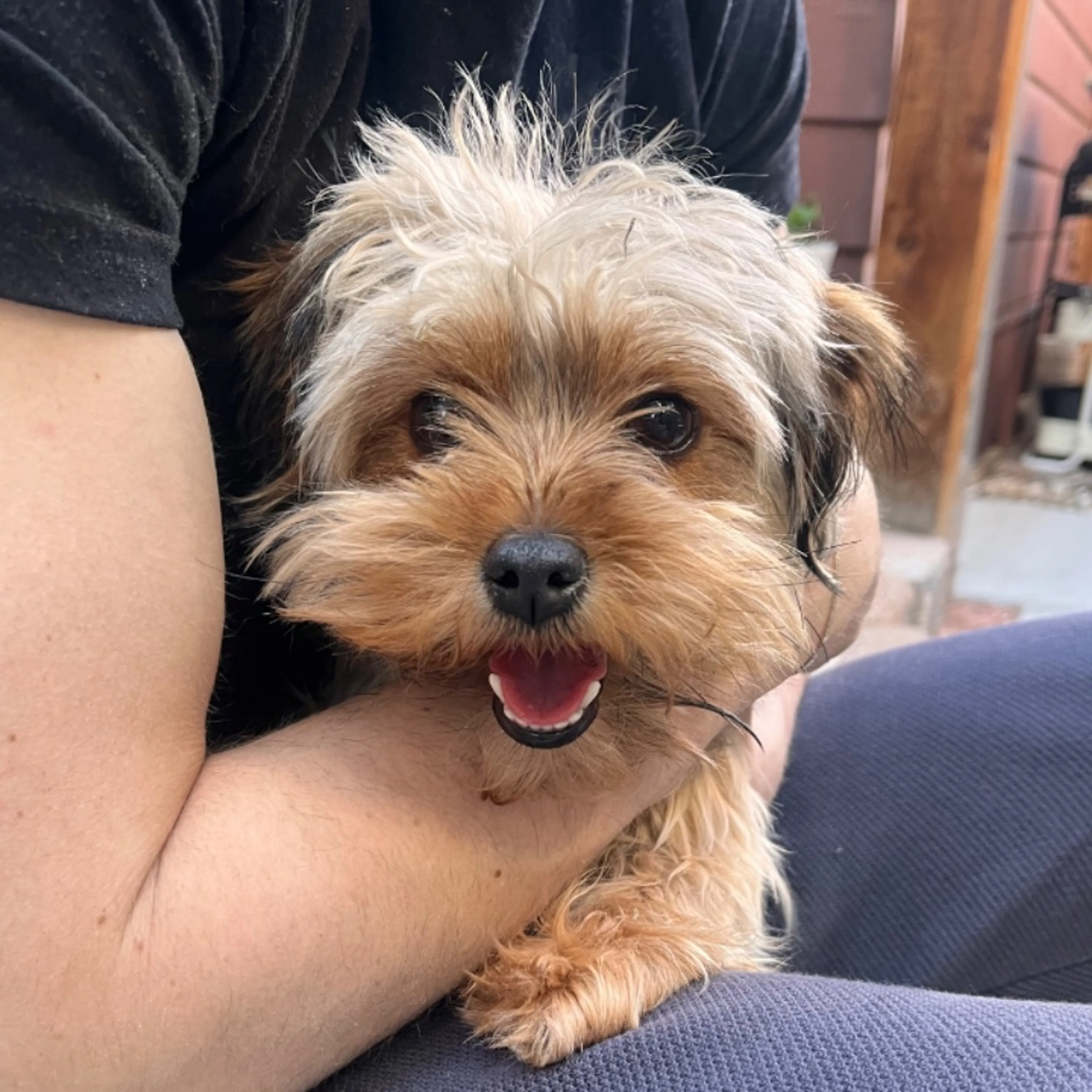 Found pet