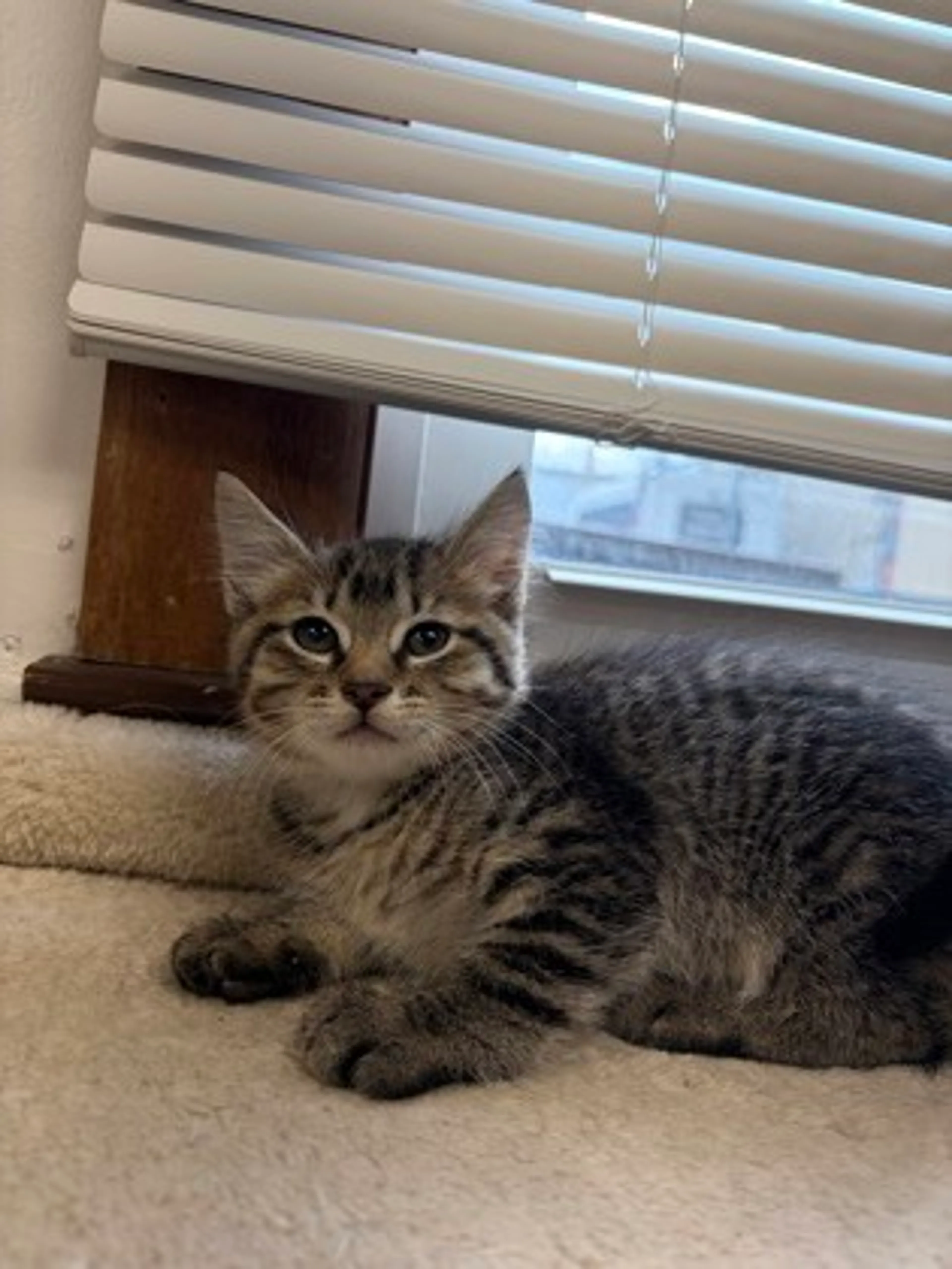 Found pet-1