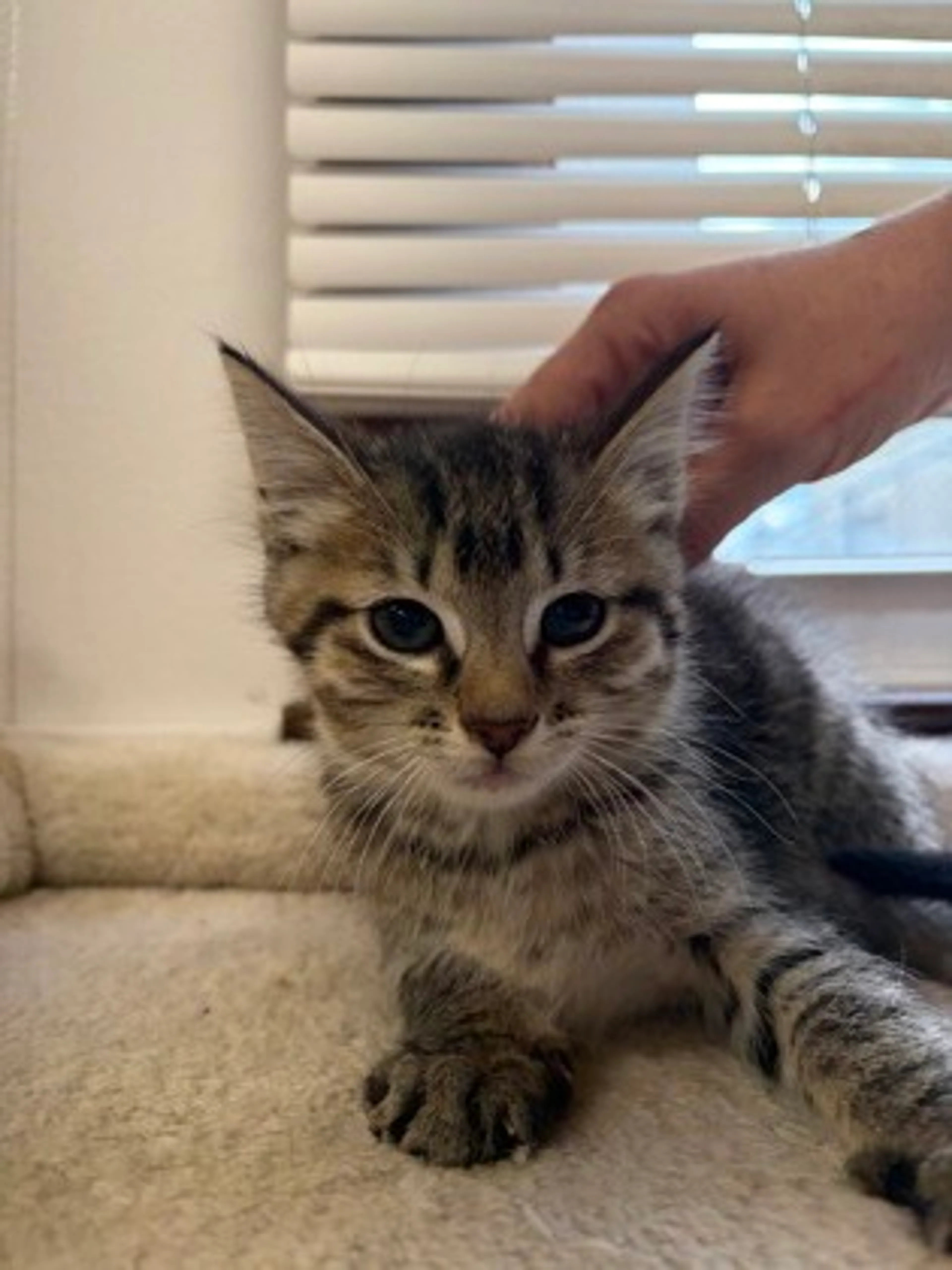 Found pet-2