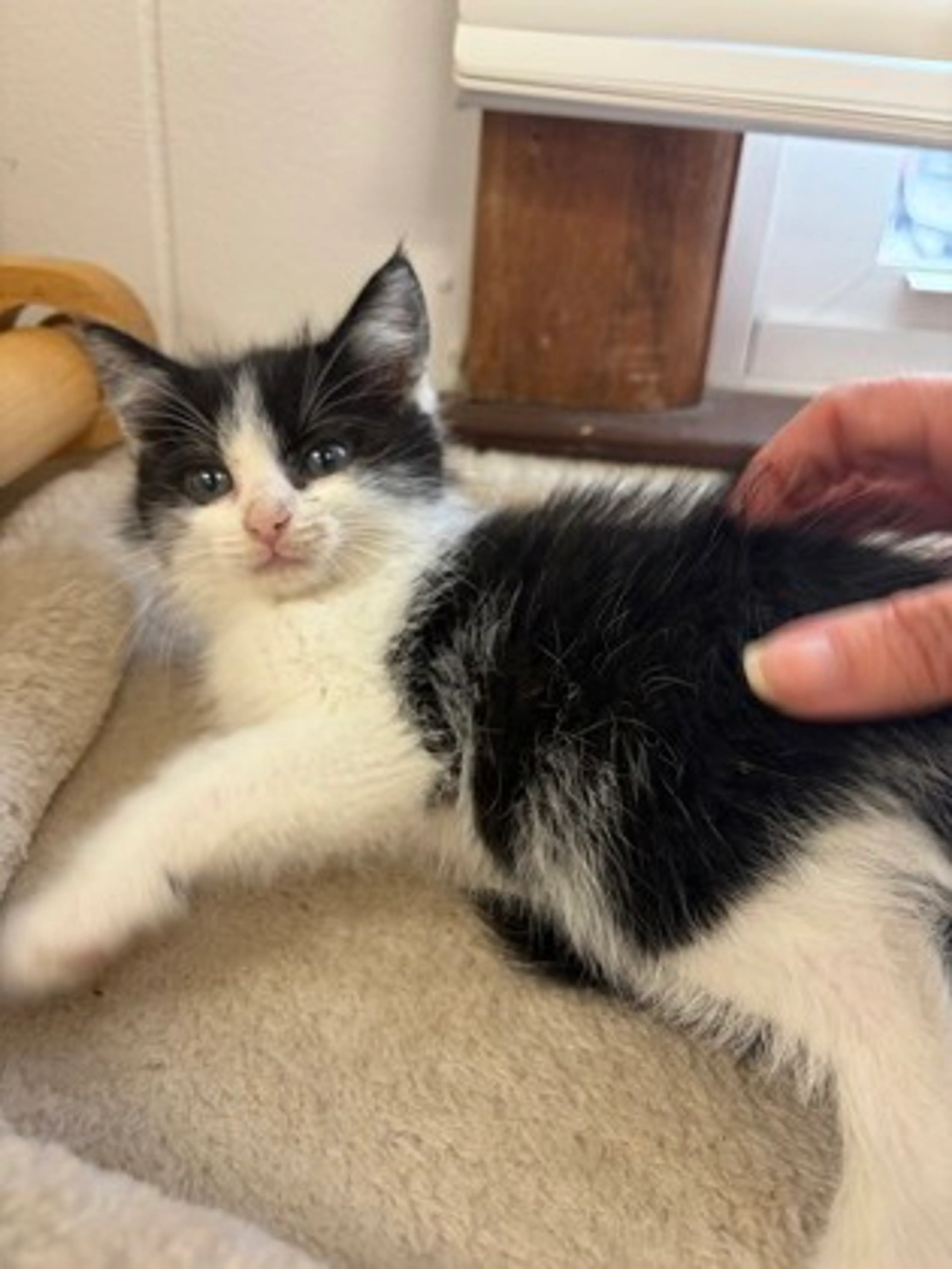 Found pet-1