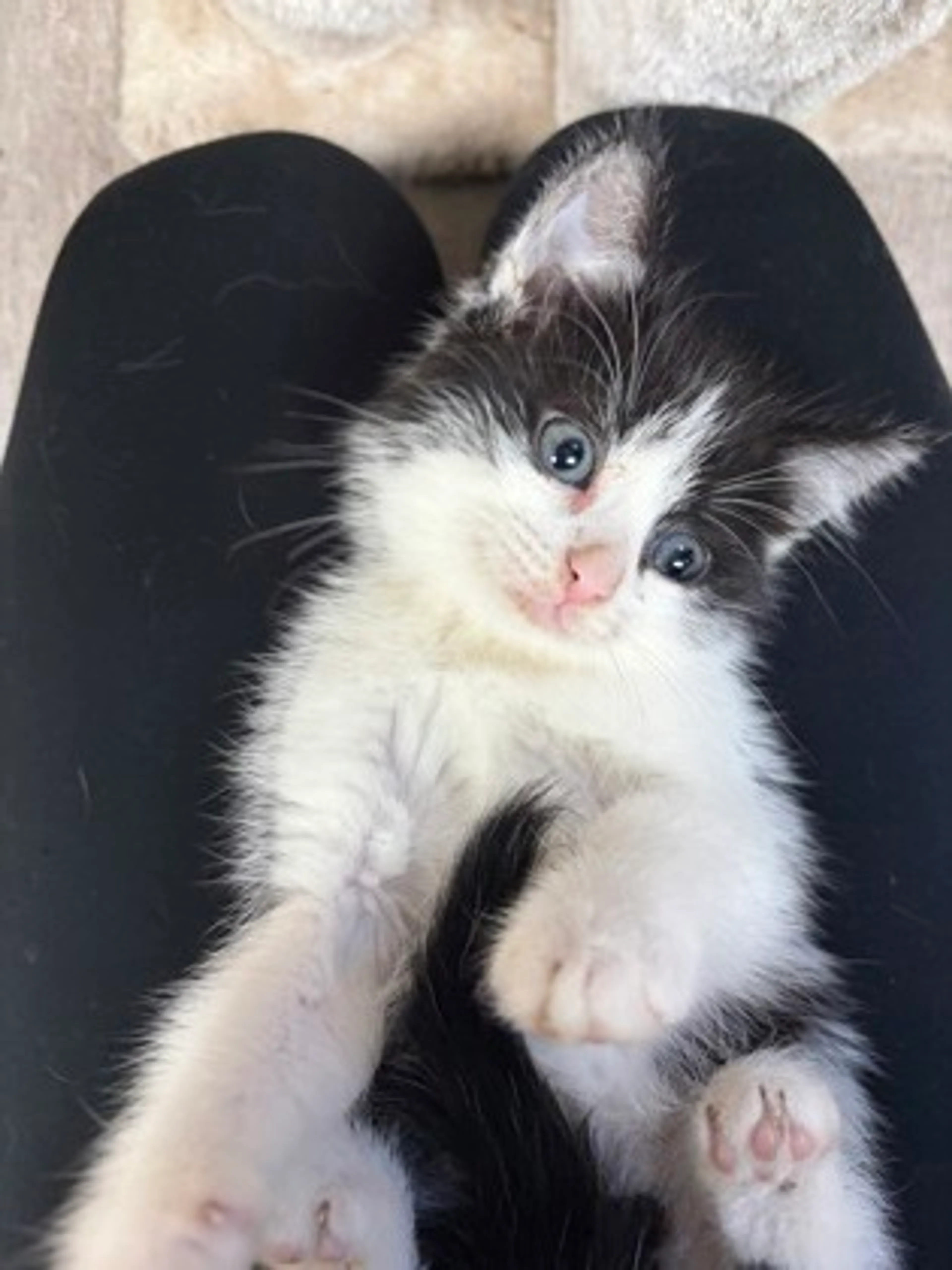 Found pet-0