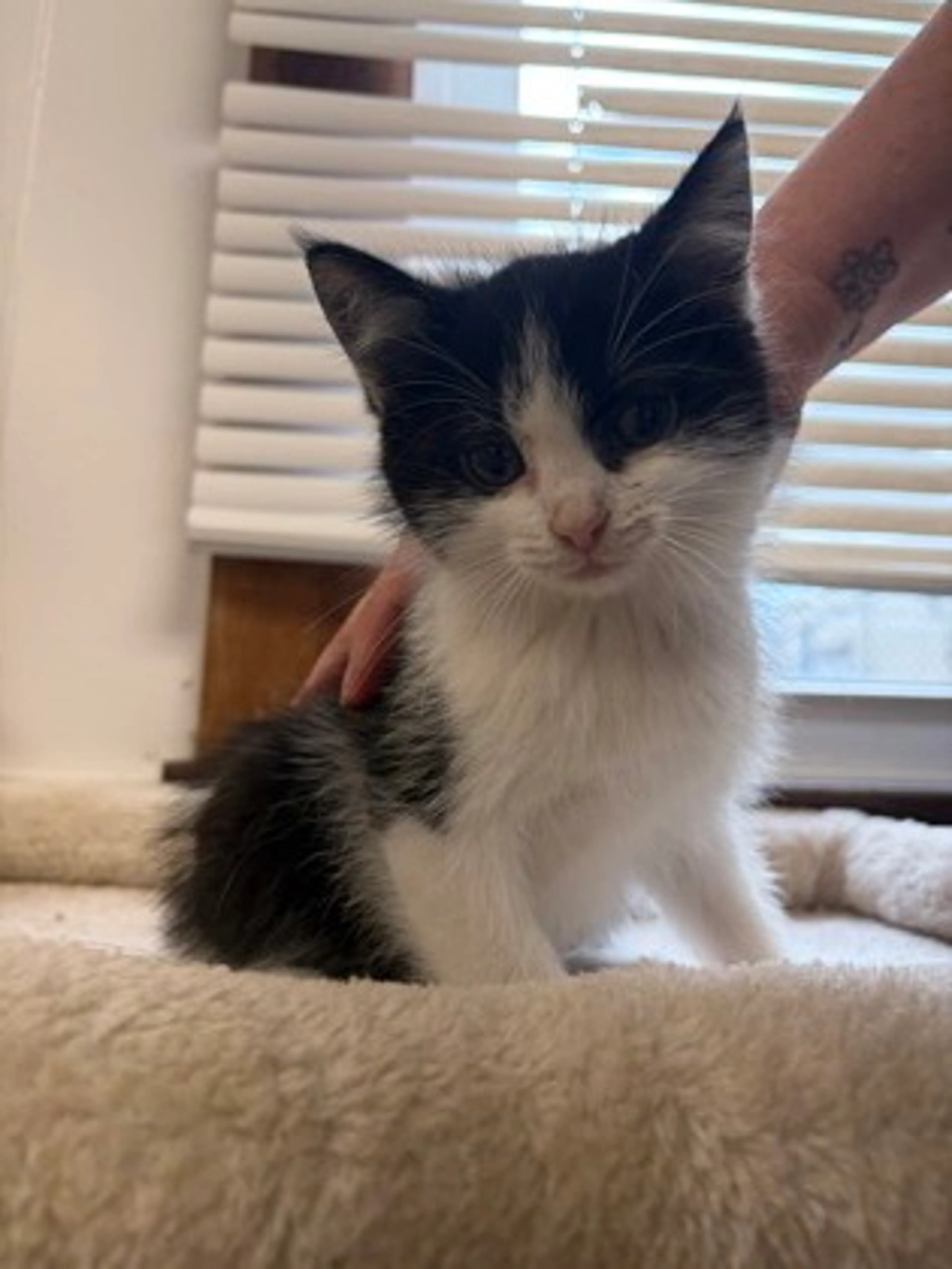 Found pet-2
