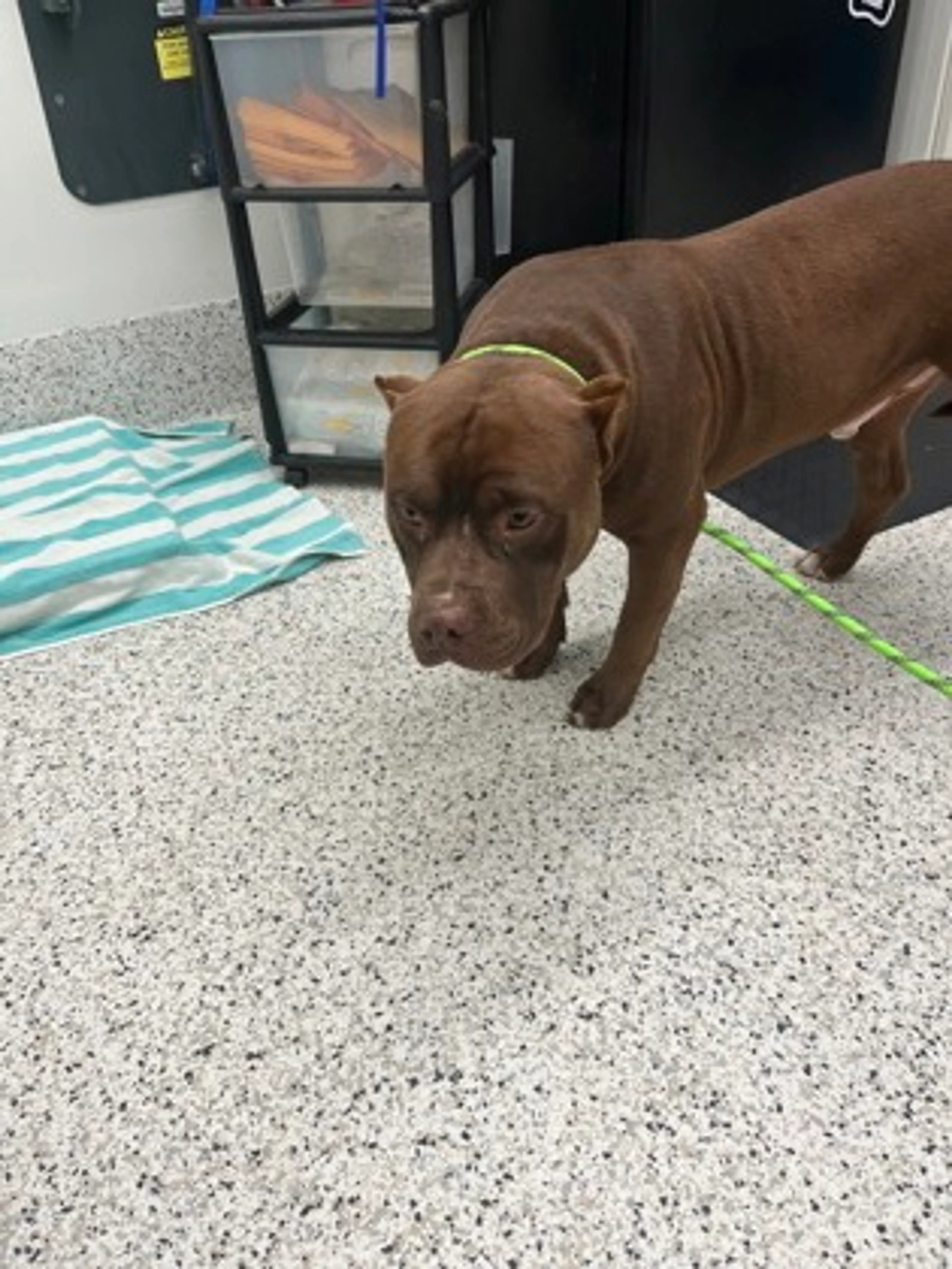 Found pet