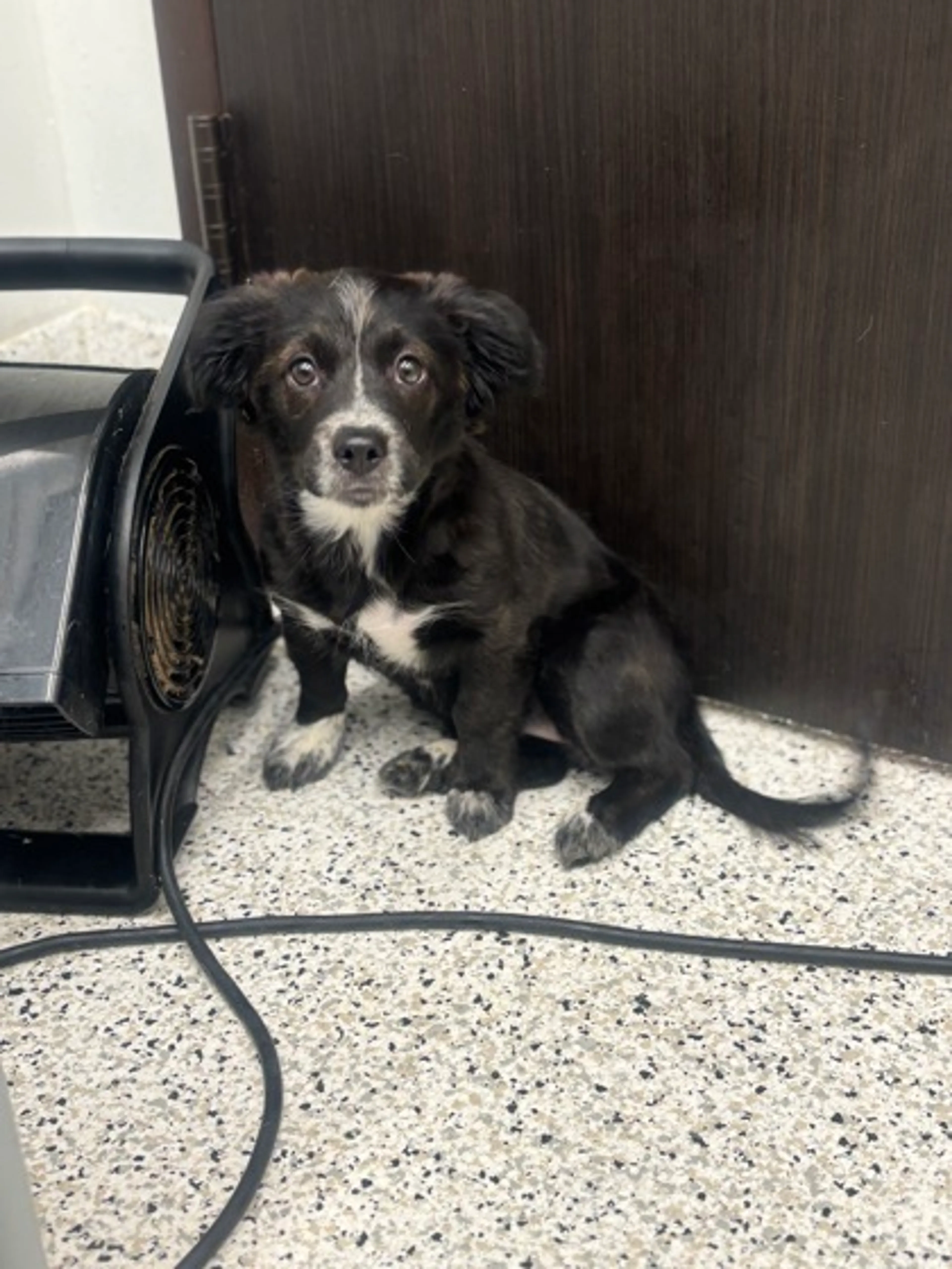 Found pet