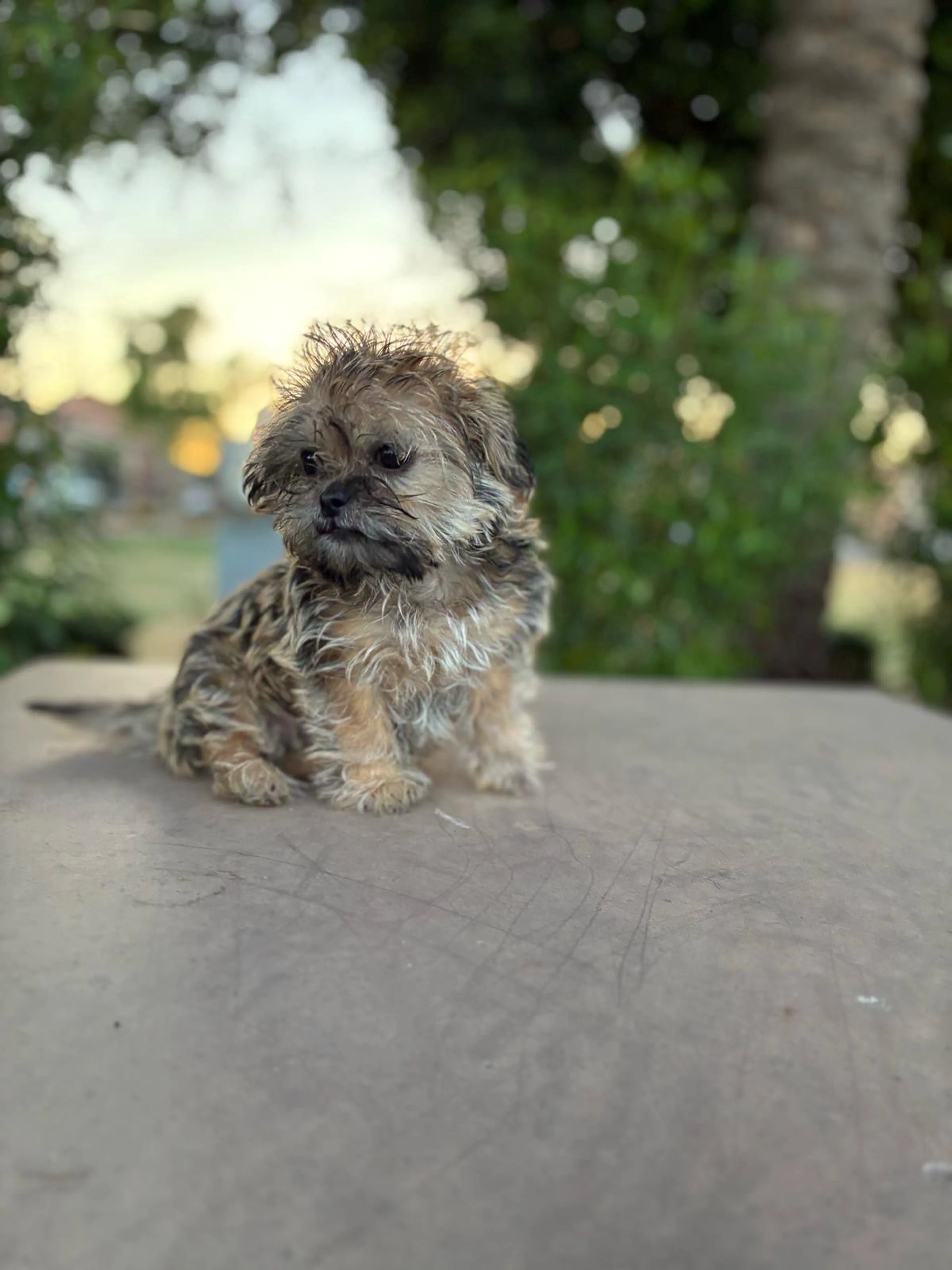 Lost pet