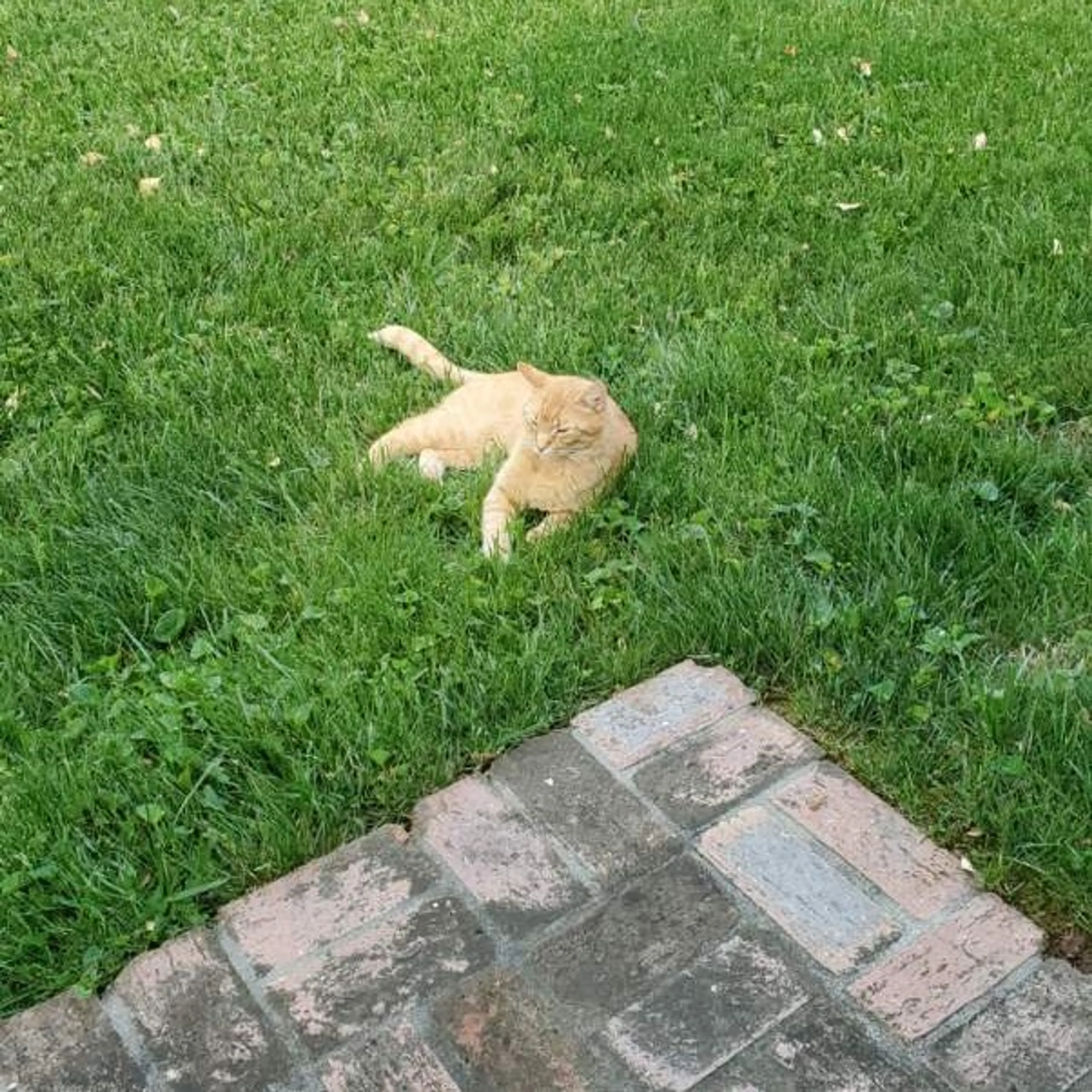 Found pet-1