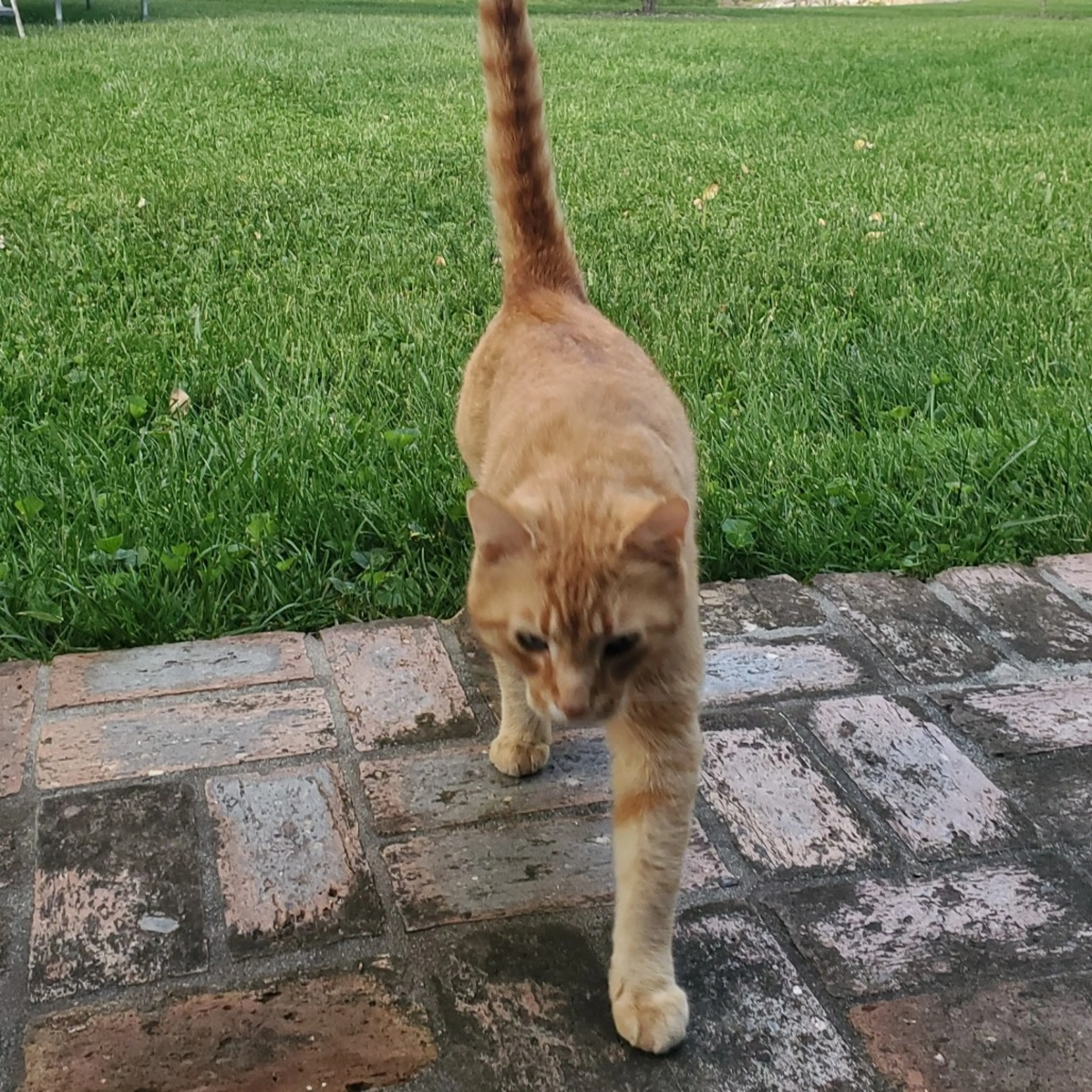Found pet-0