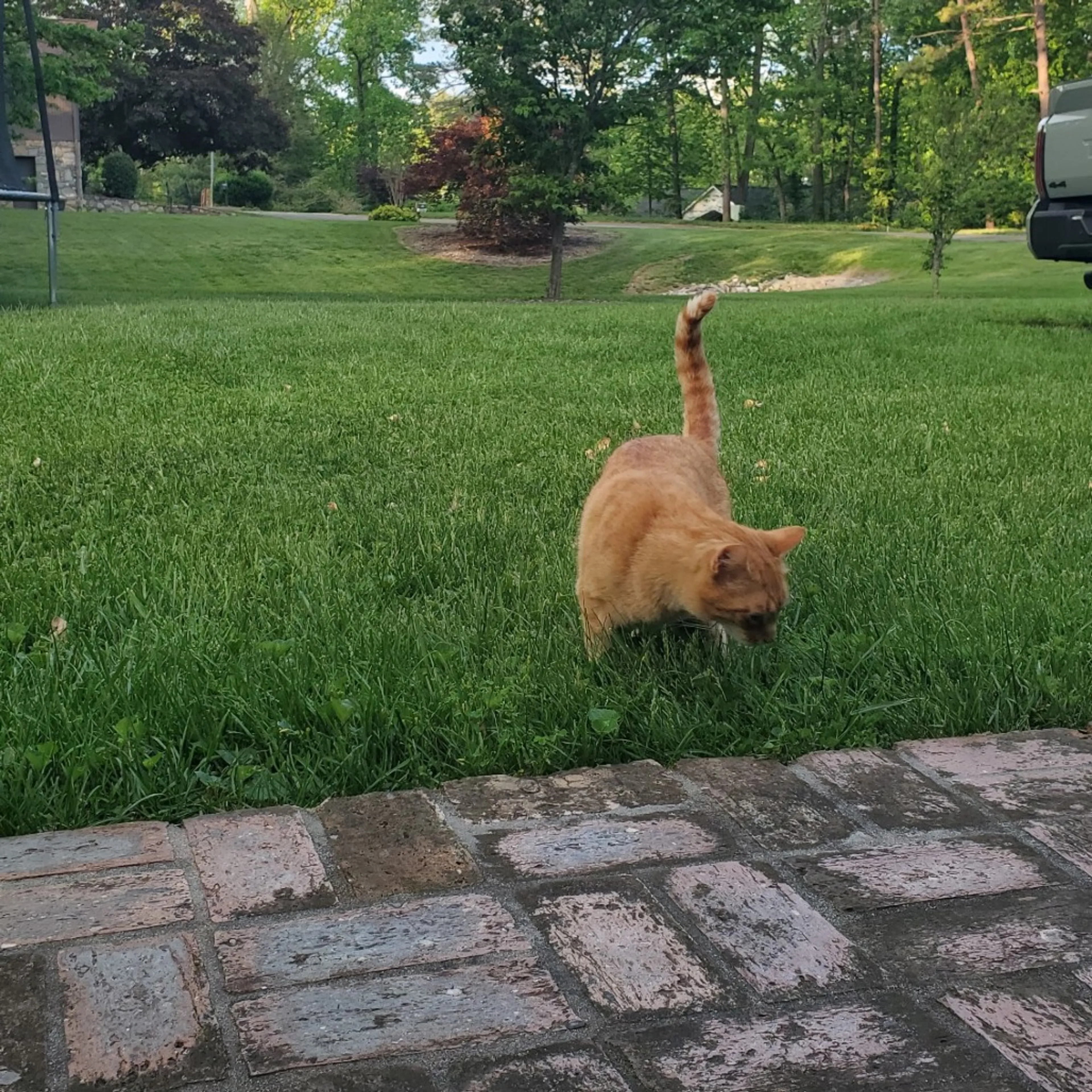 Found pet-2