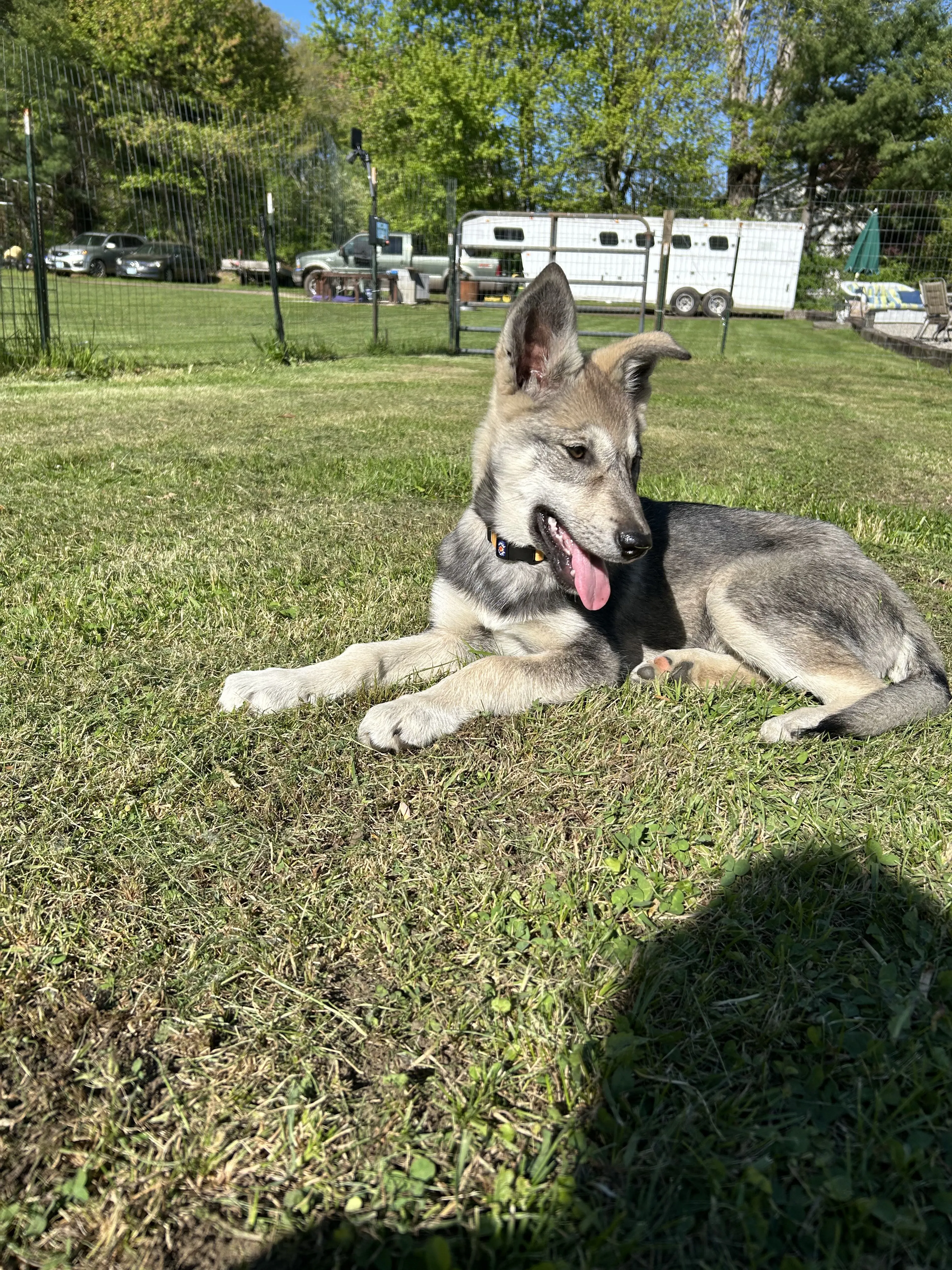 Lost pet-0