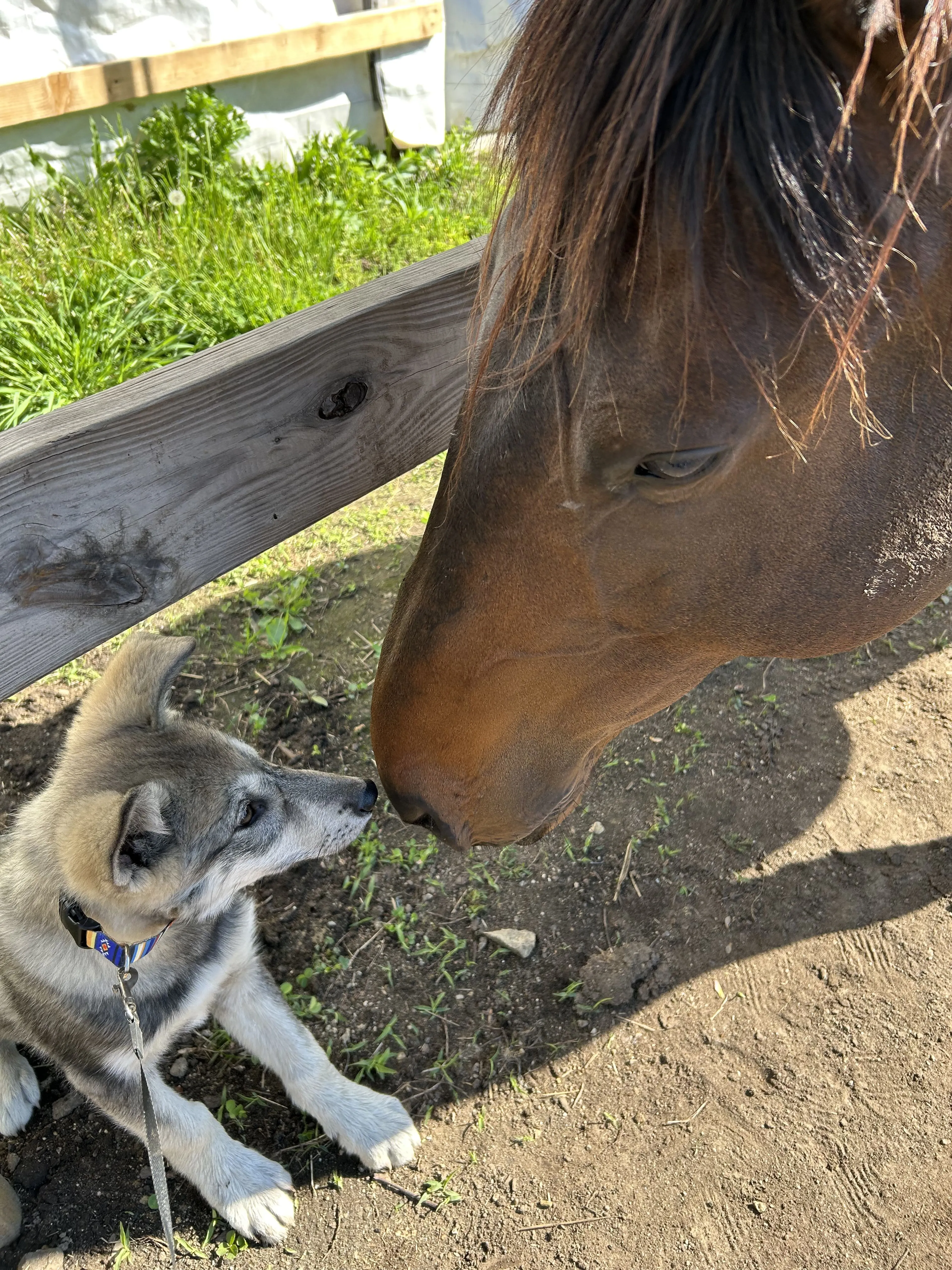 Lost pet-2