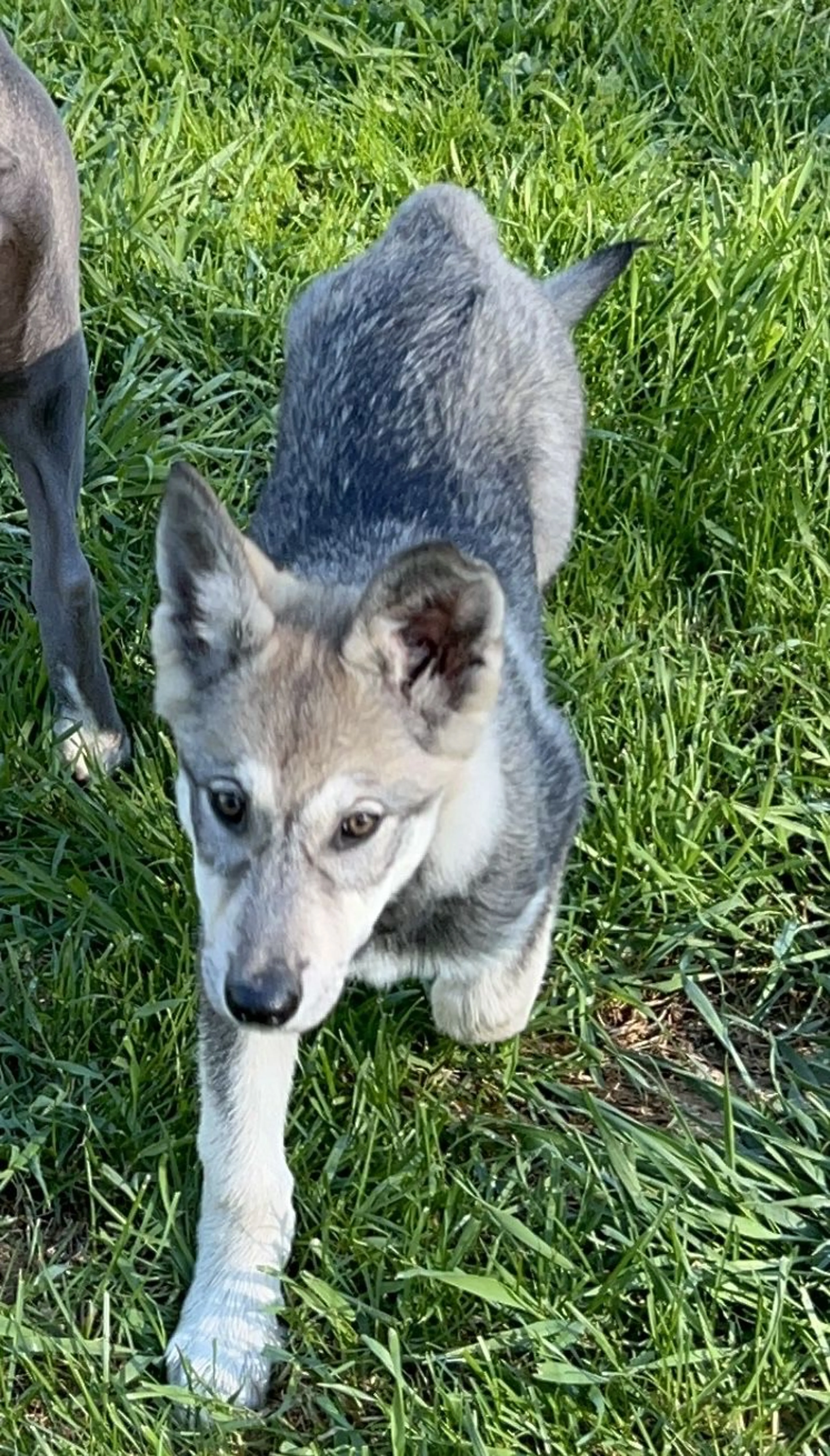 Lost pet-1