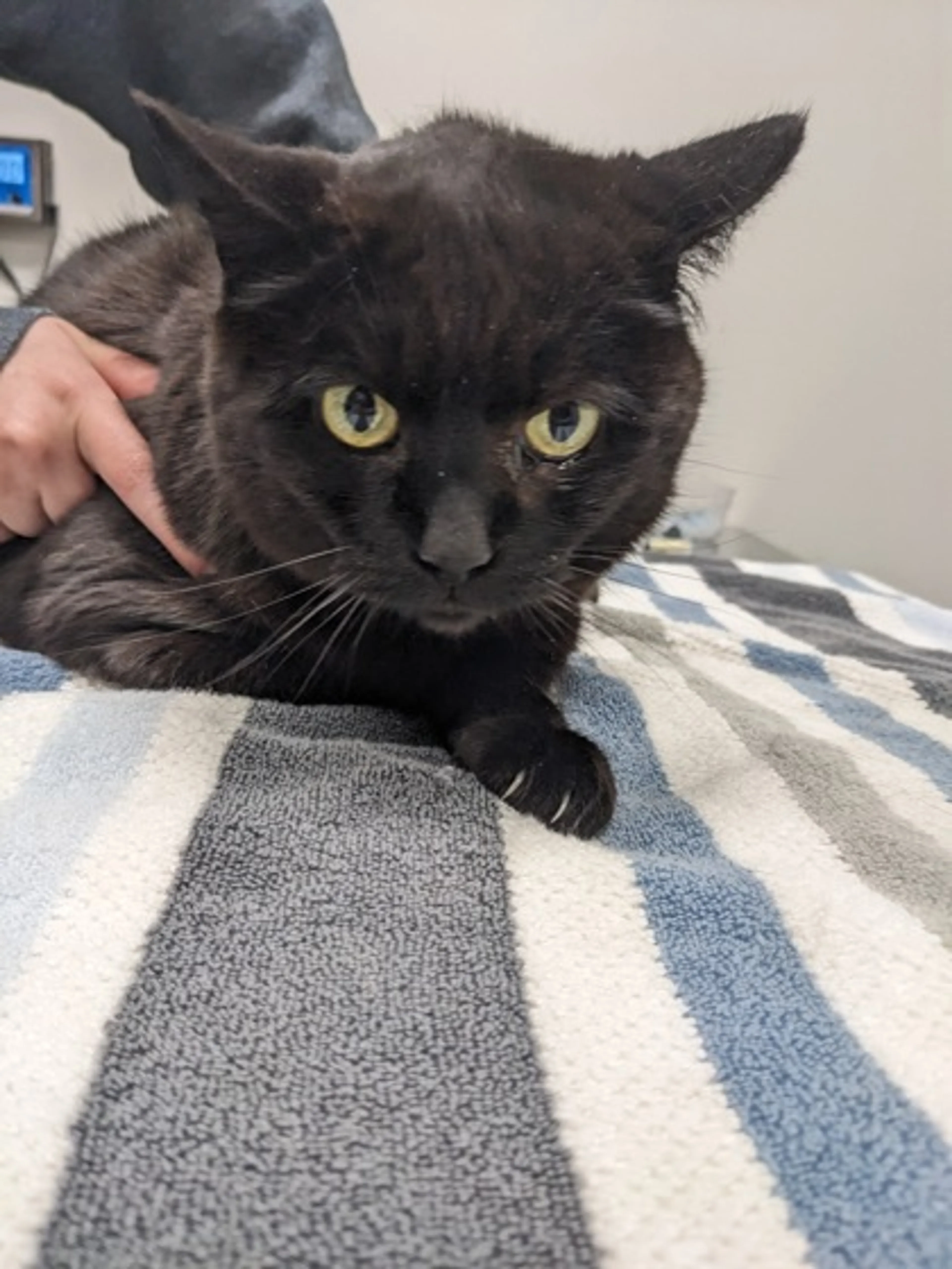 Found pet