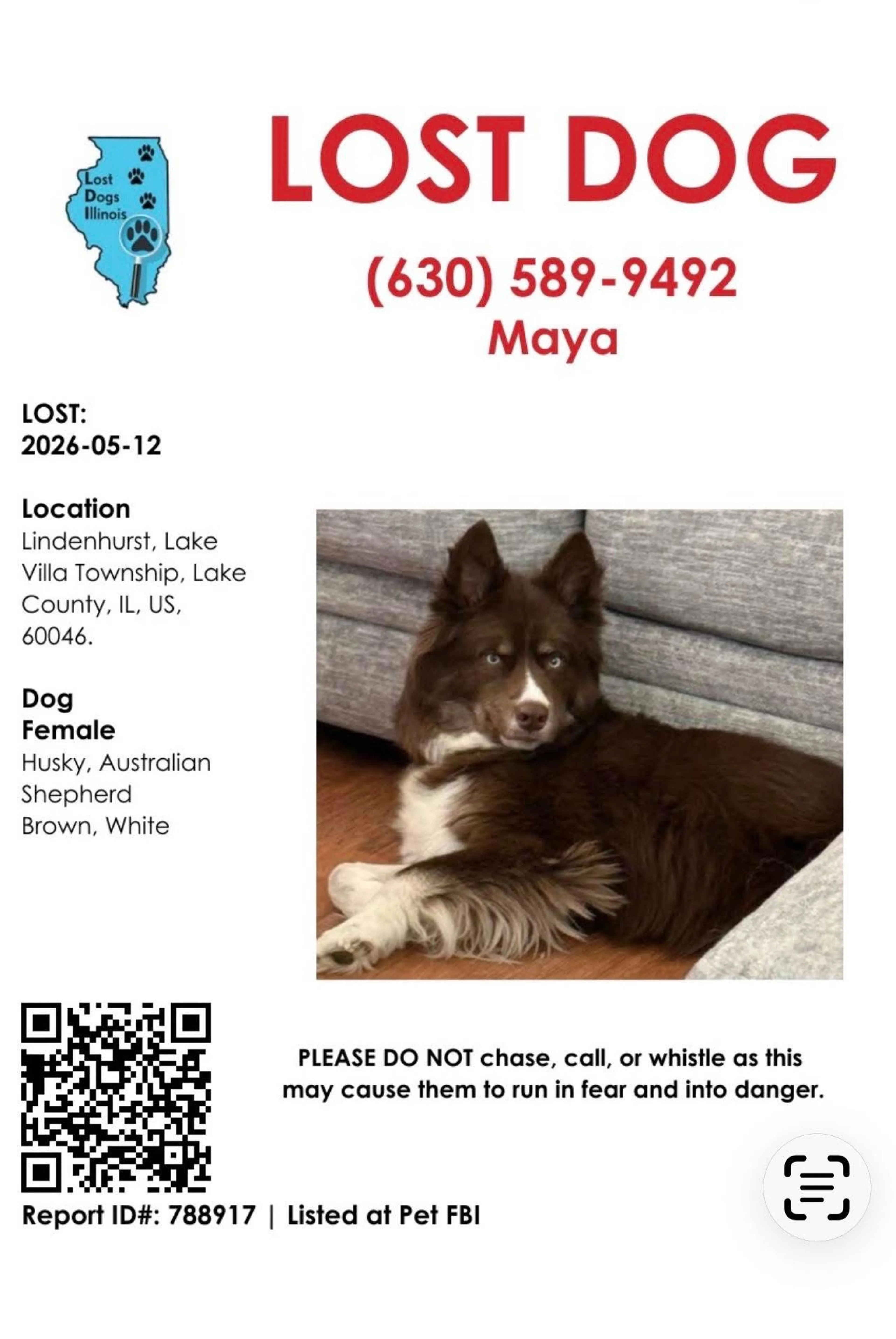 Lost pet