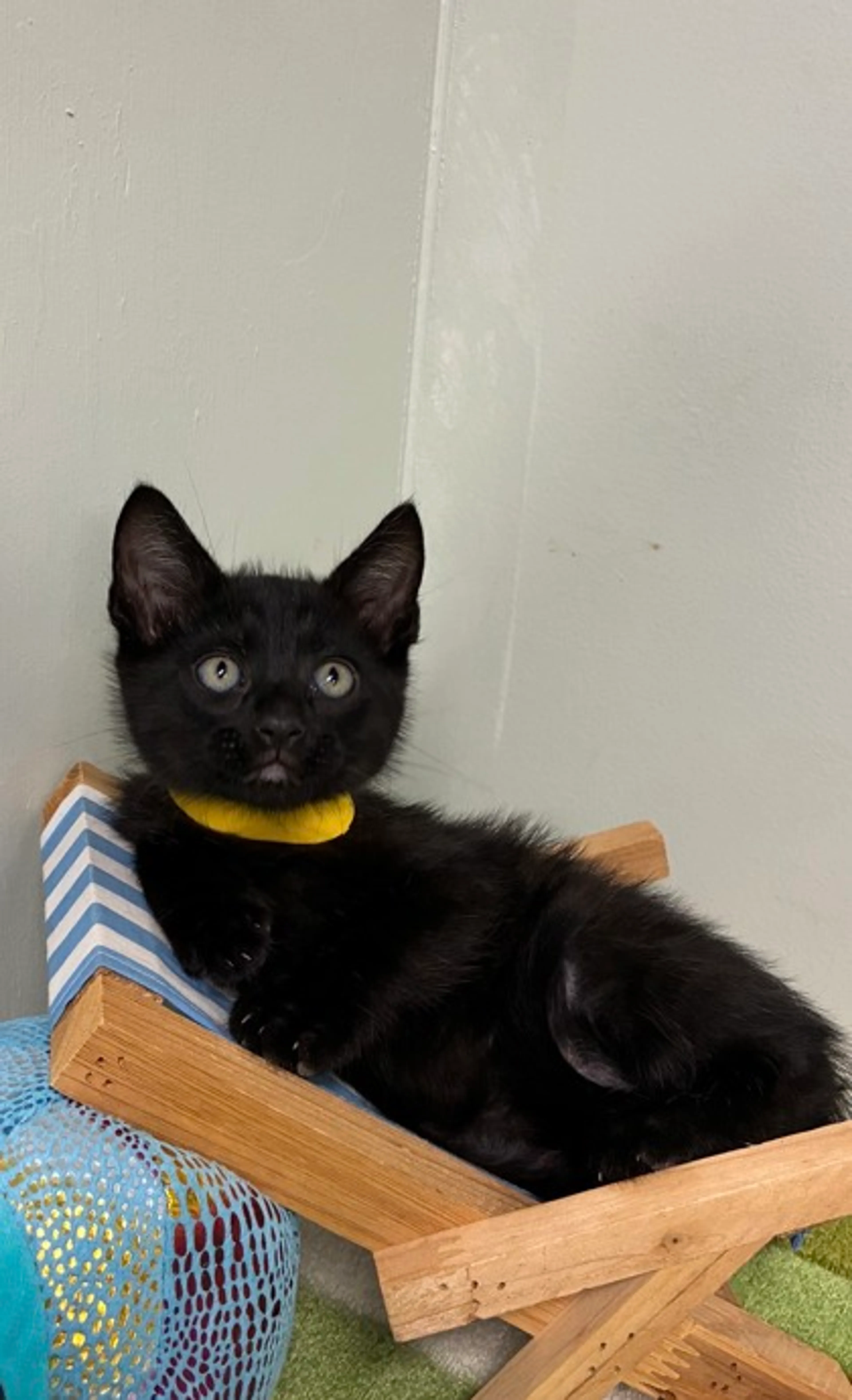 Found pet-1