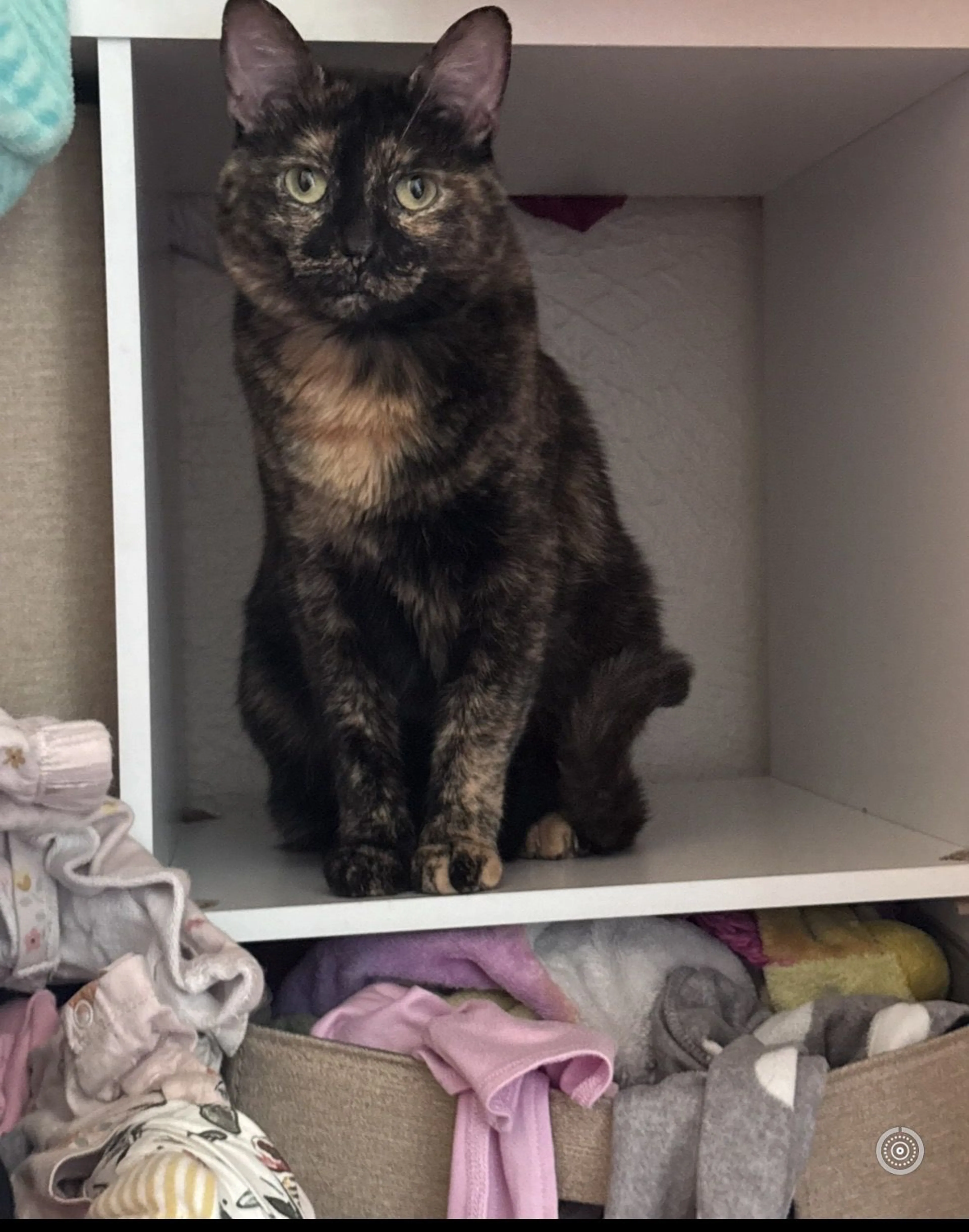 Lost pet