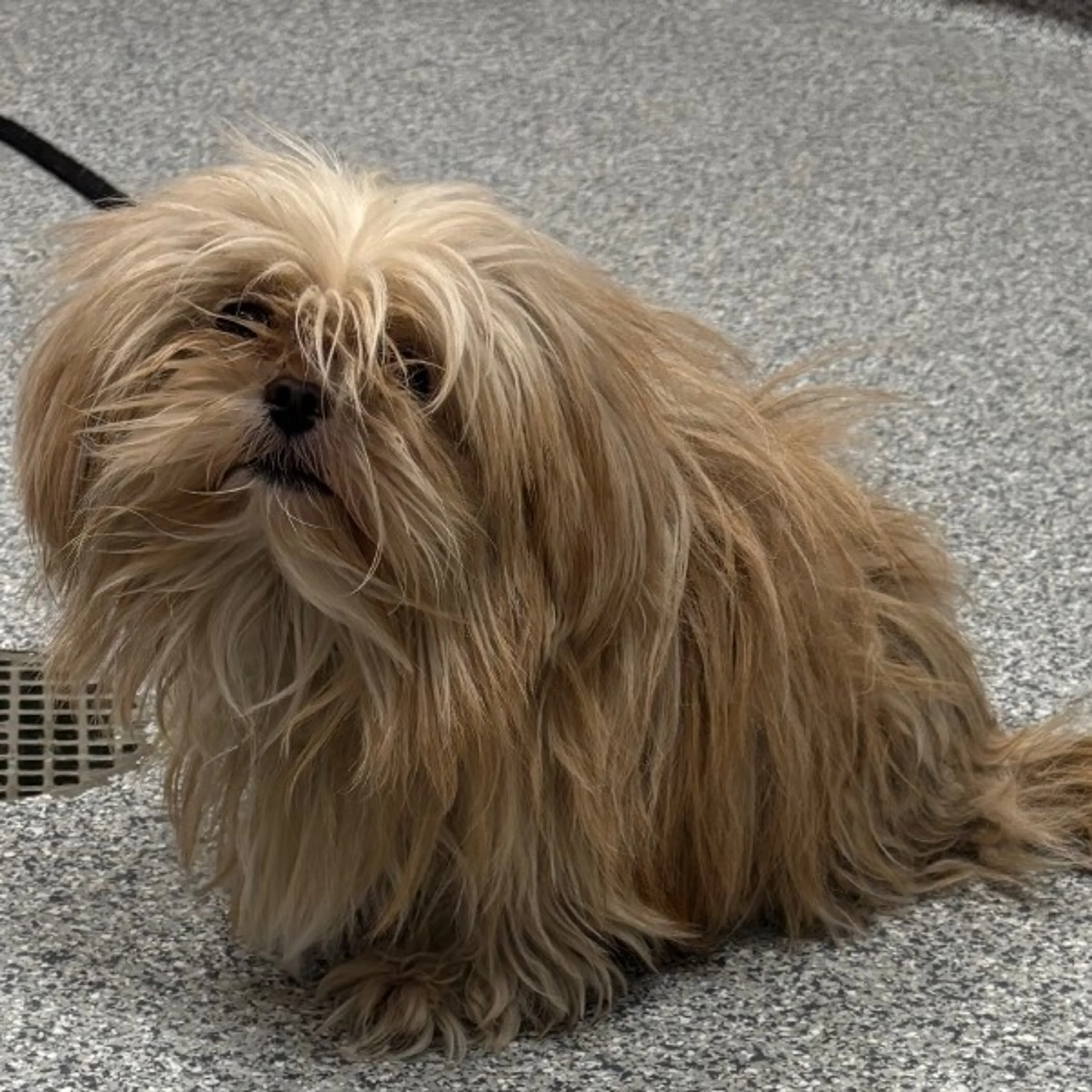 Found pet