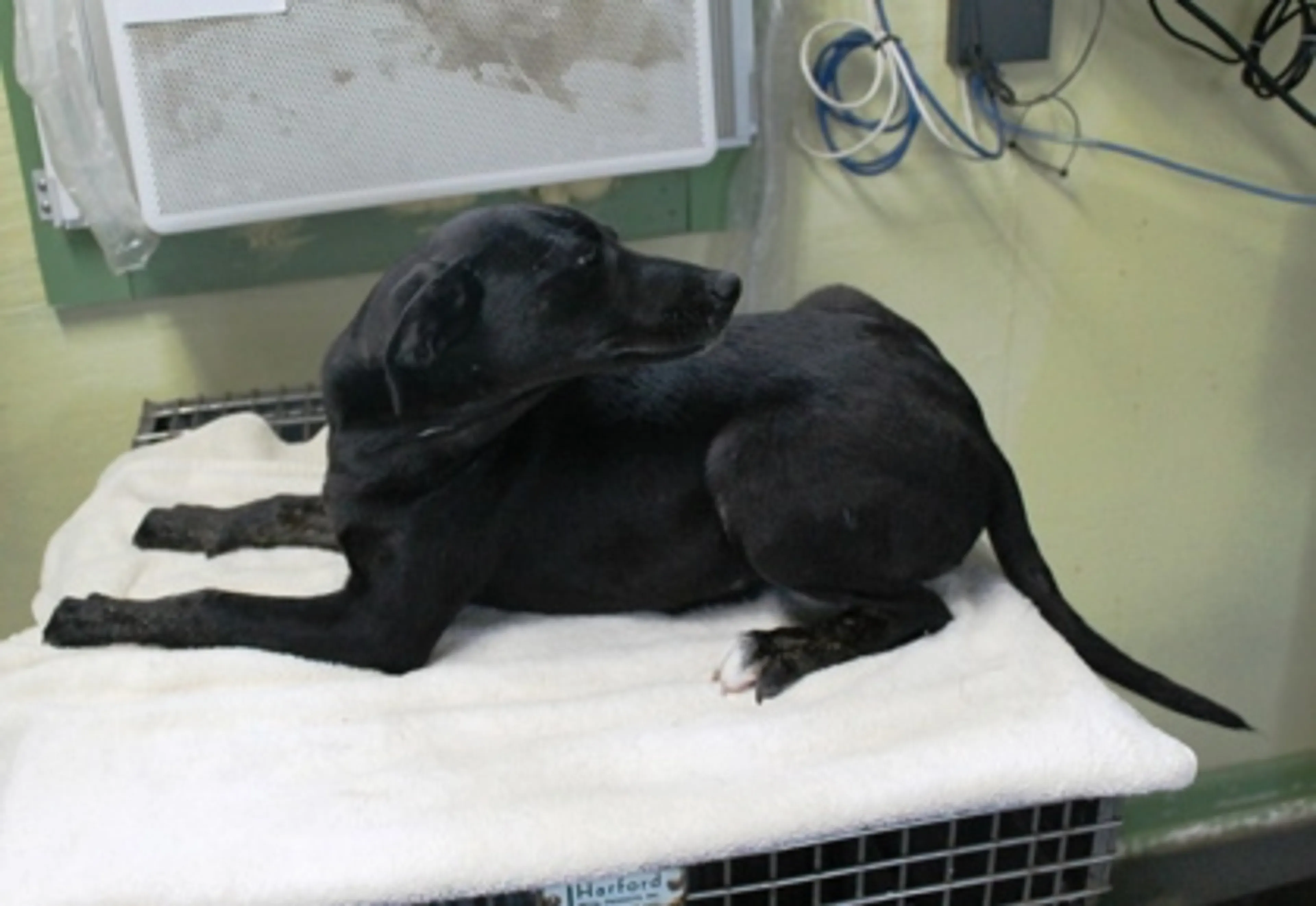 Found pet-1