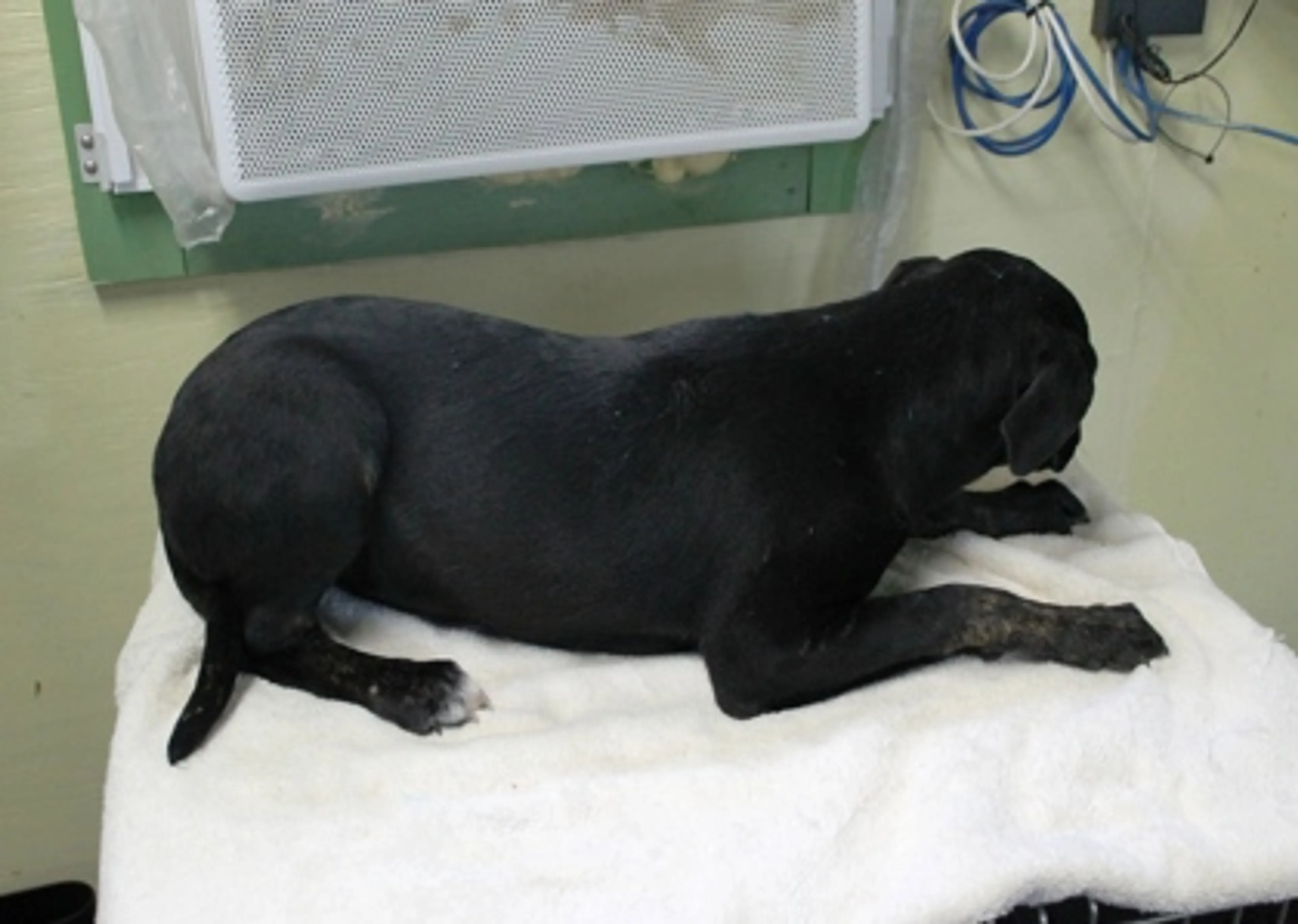 Found pet-2