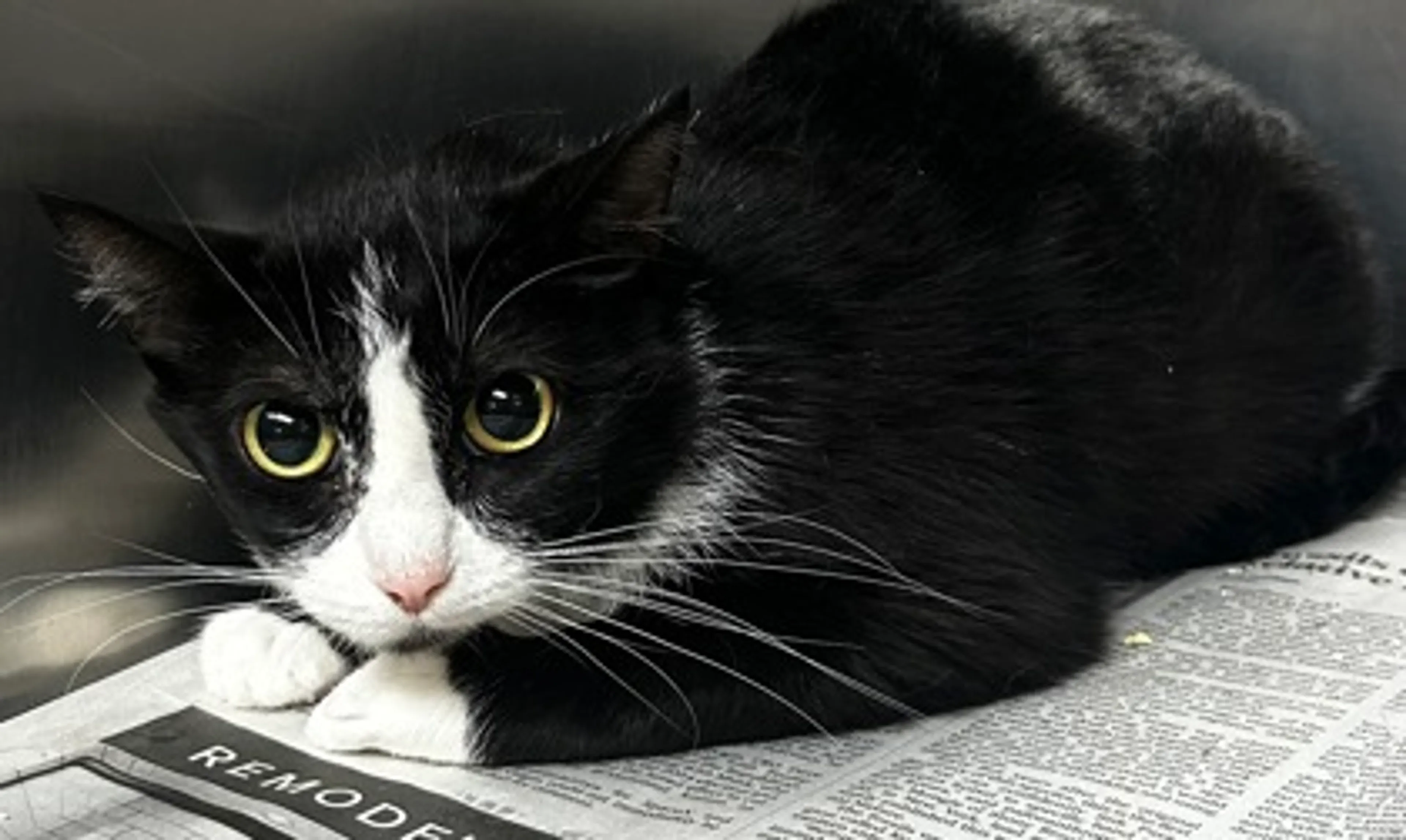 Found pet-1