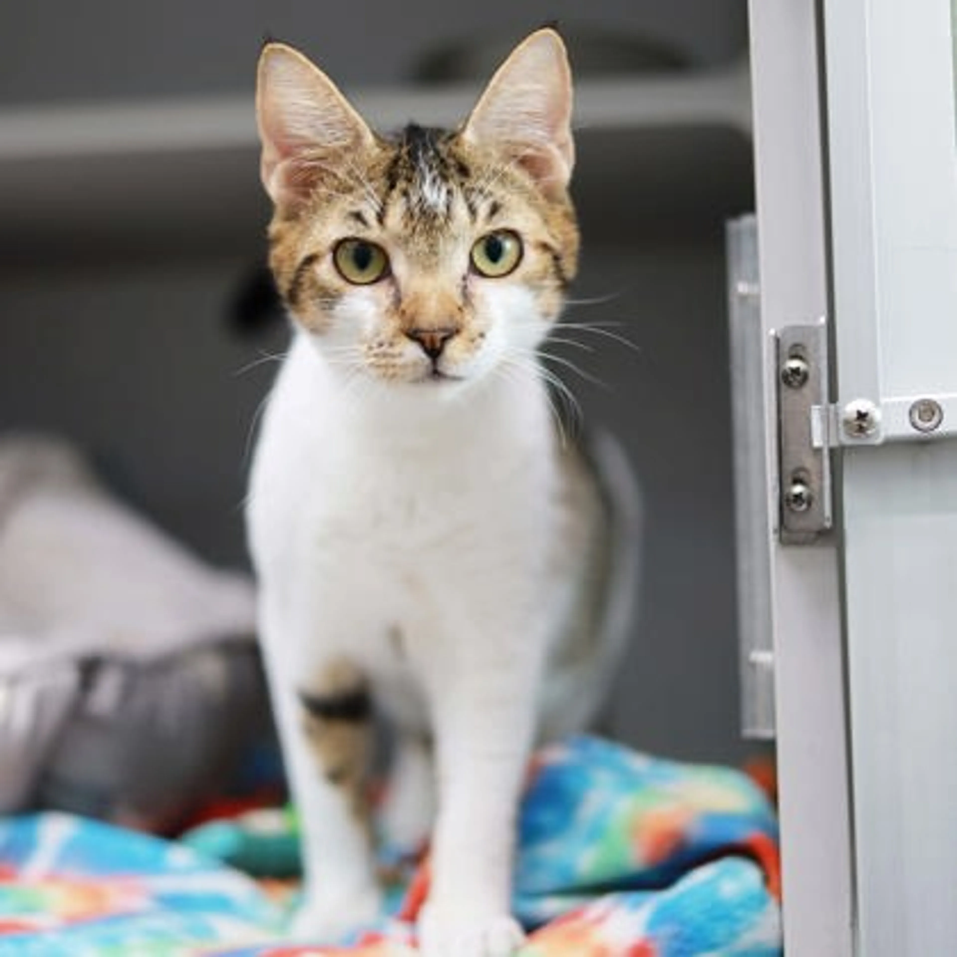 Found pet-1