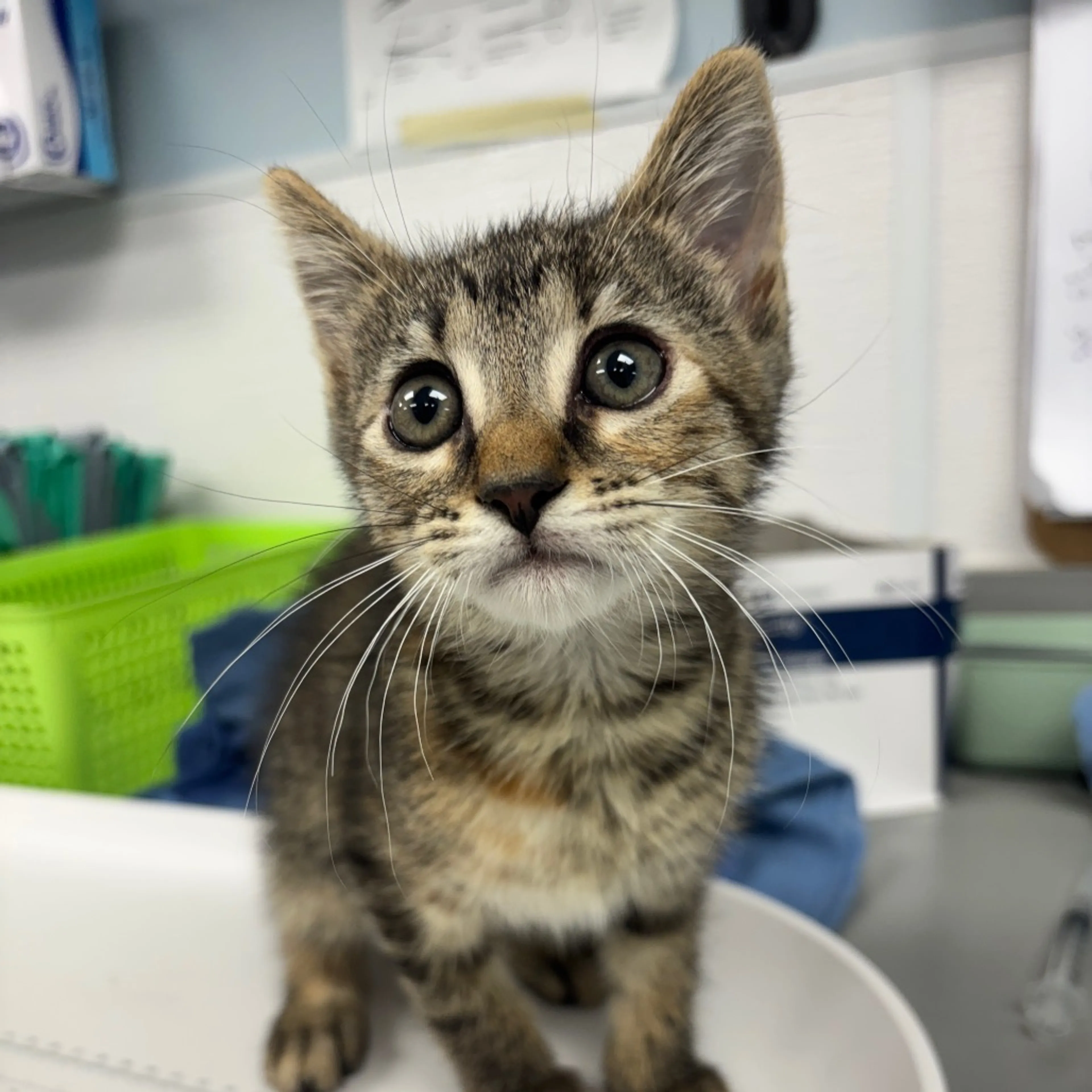 Found pet