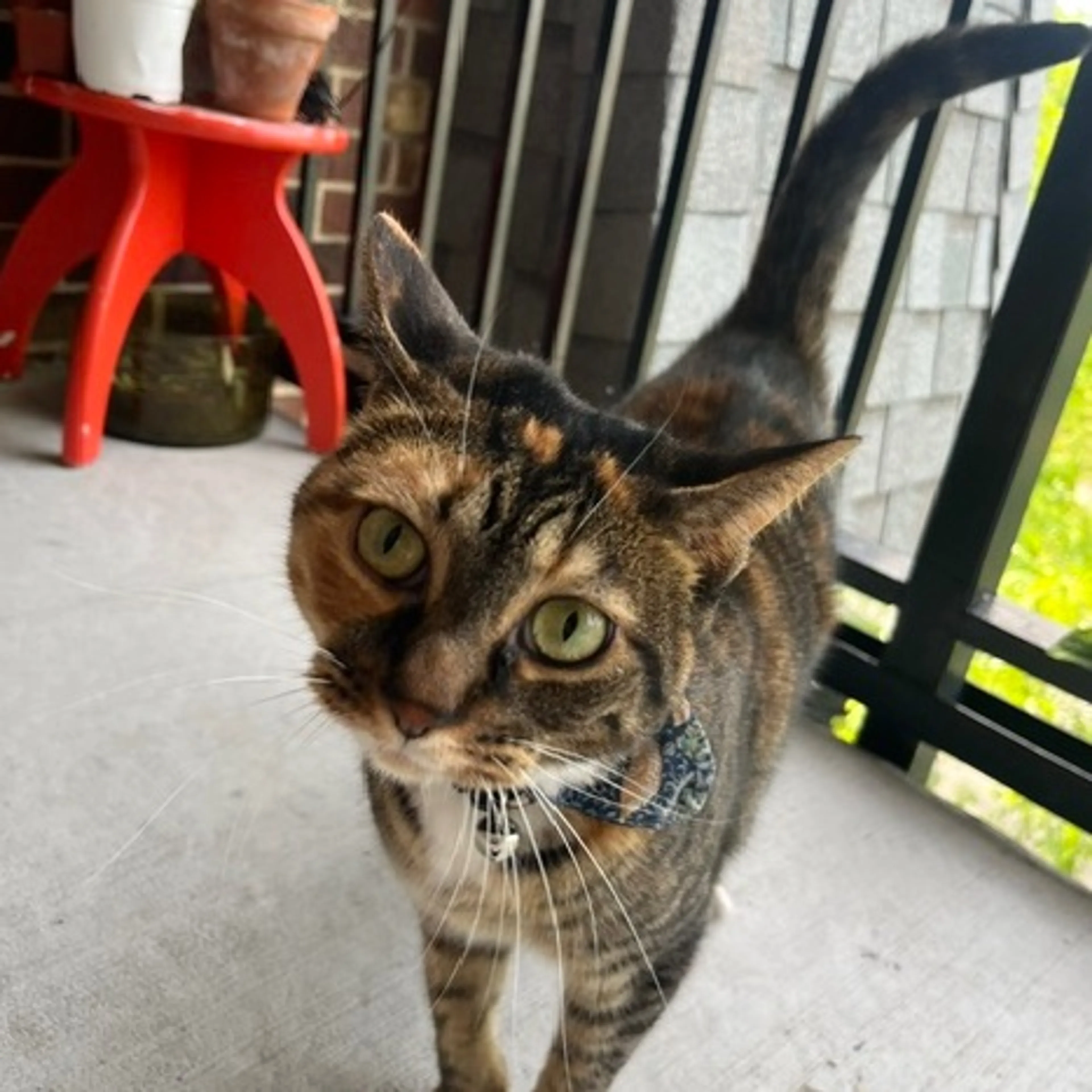 Found pet-0