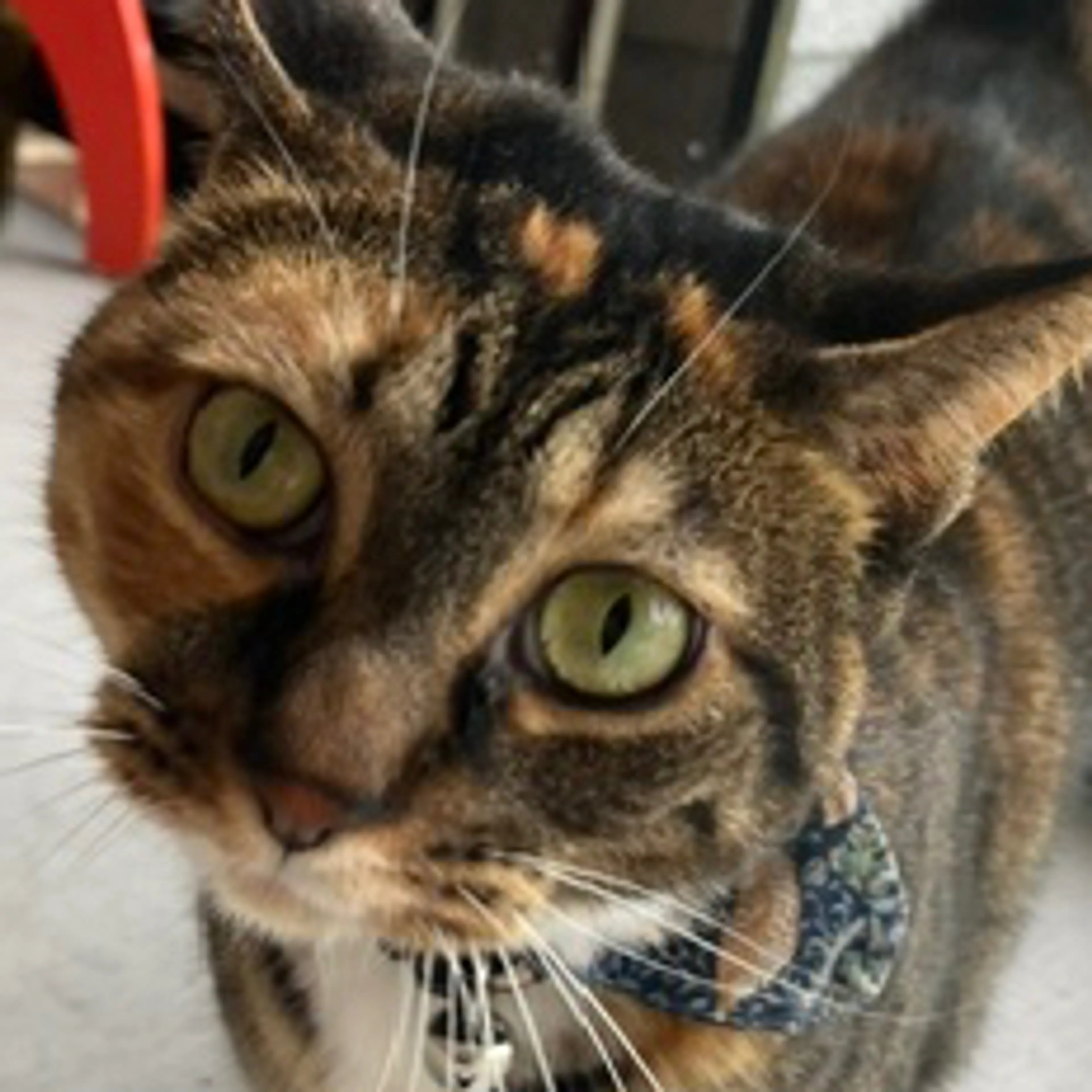 Found pet-1