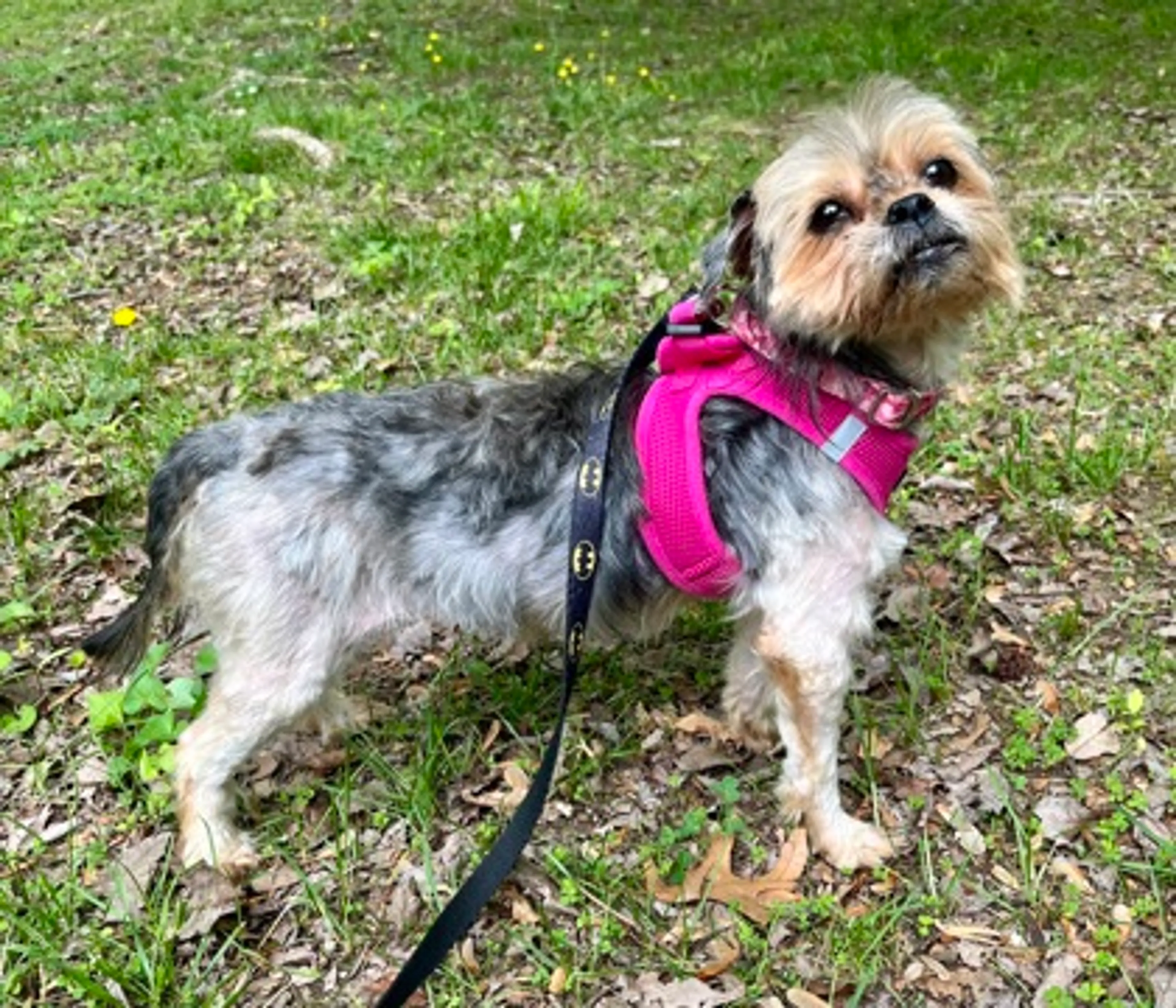 Found pet-2