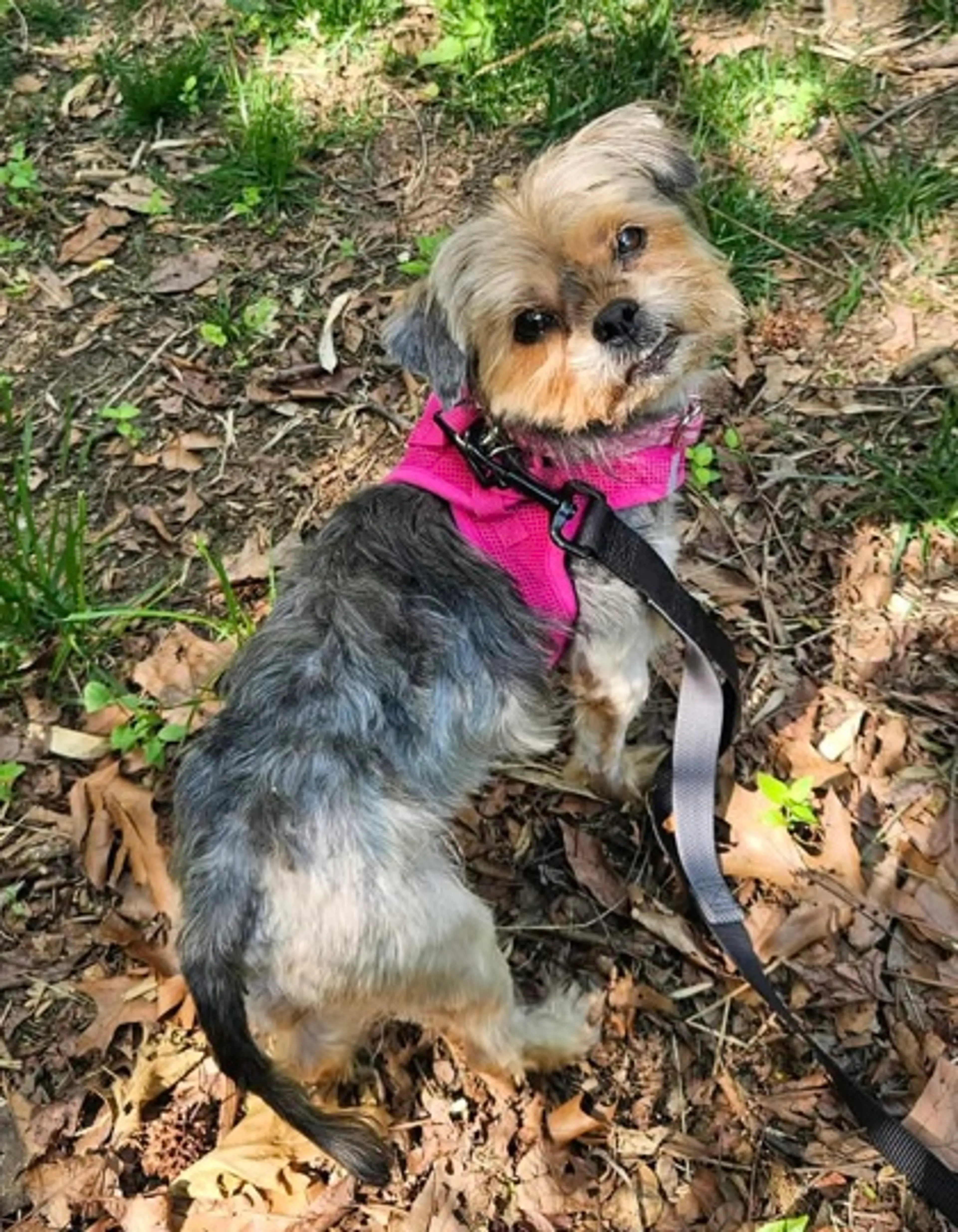 Found pet-1