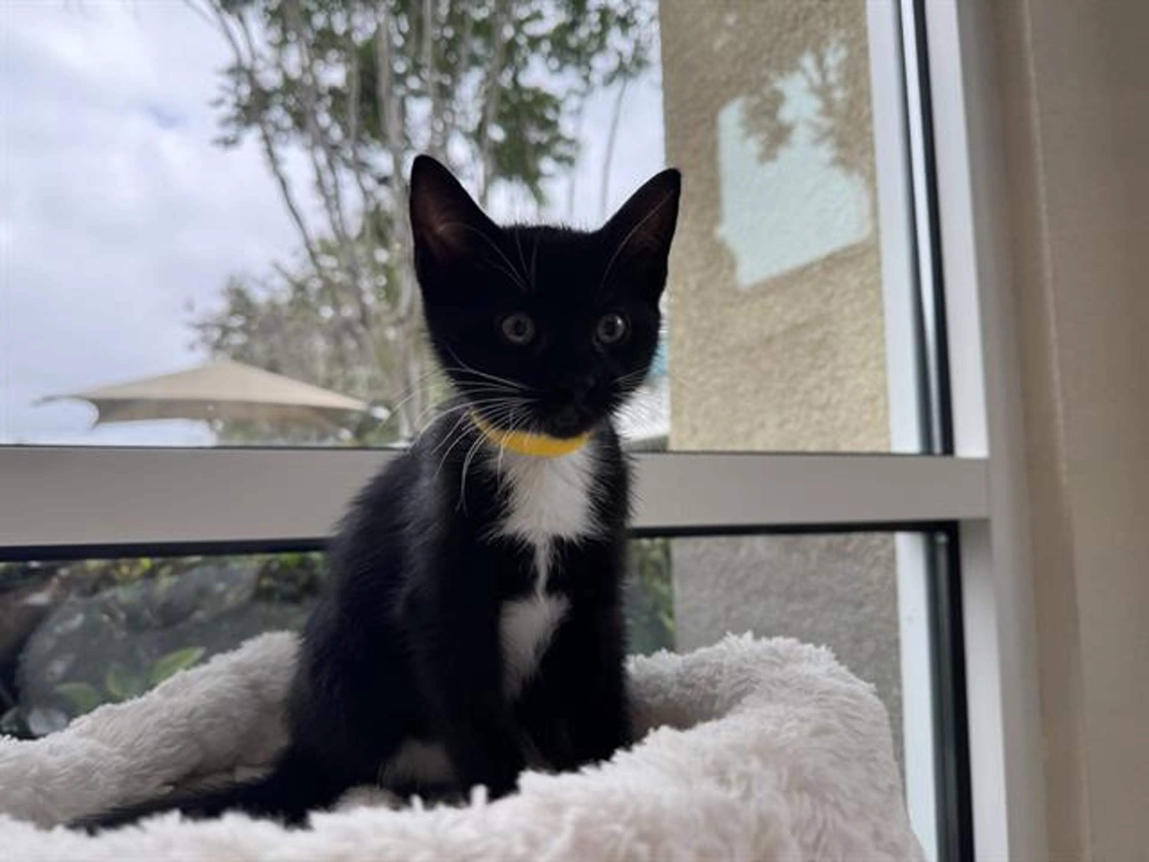 Found pet