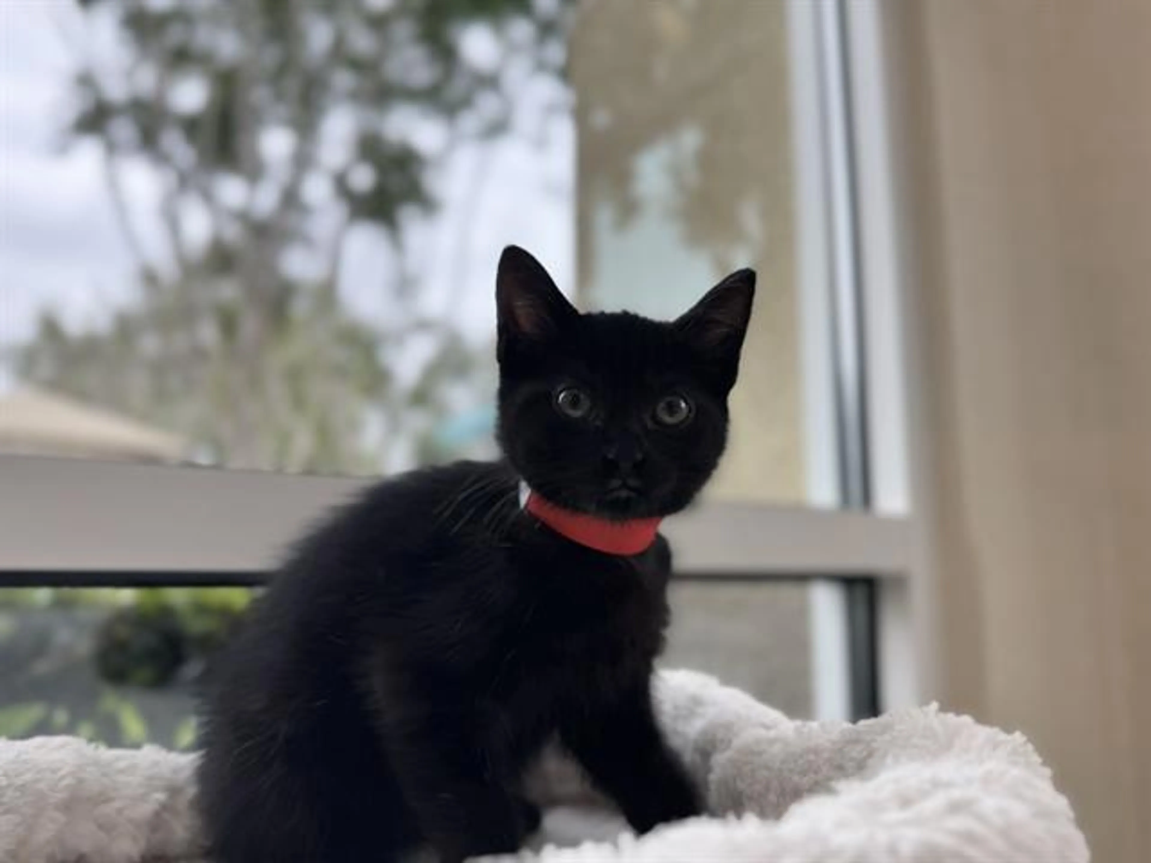Found pet