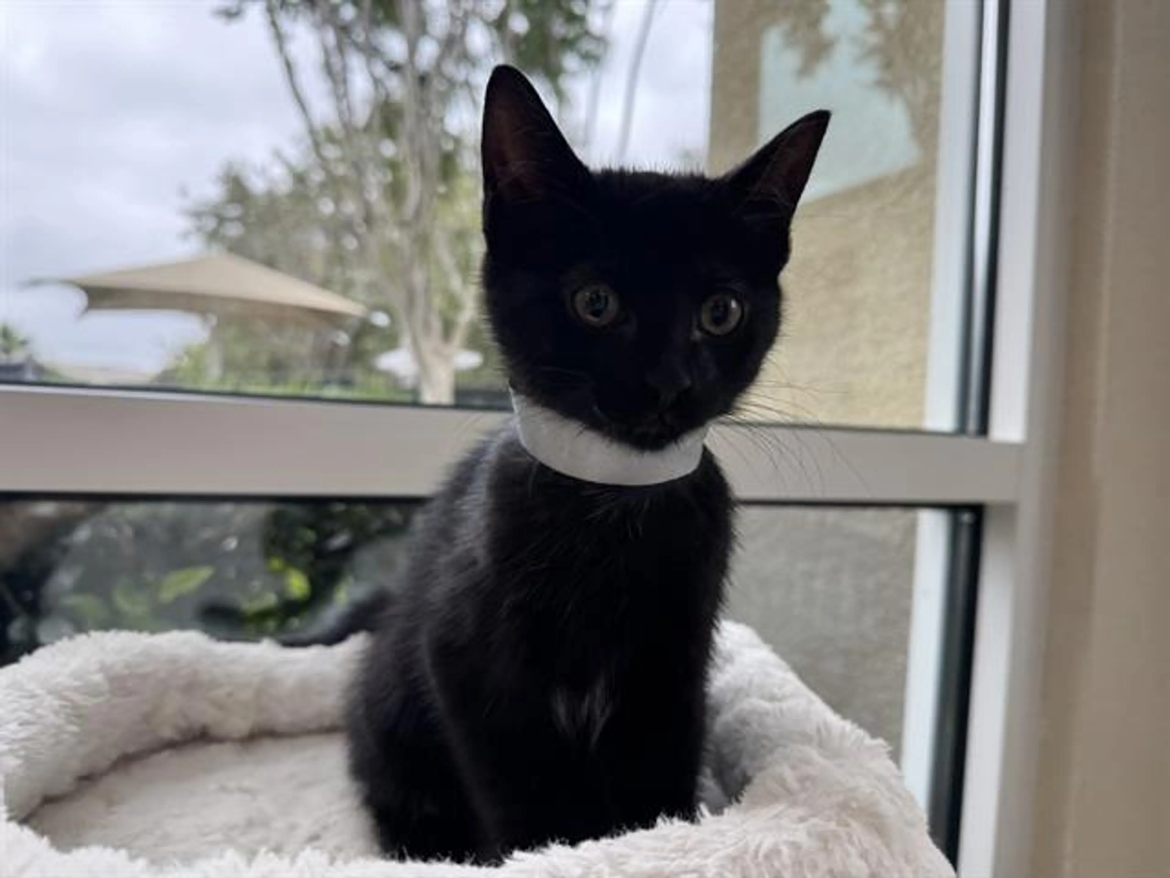 Found pet