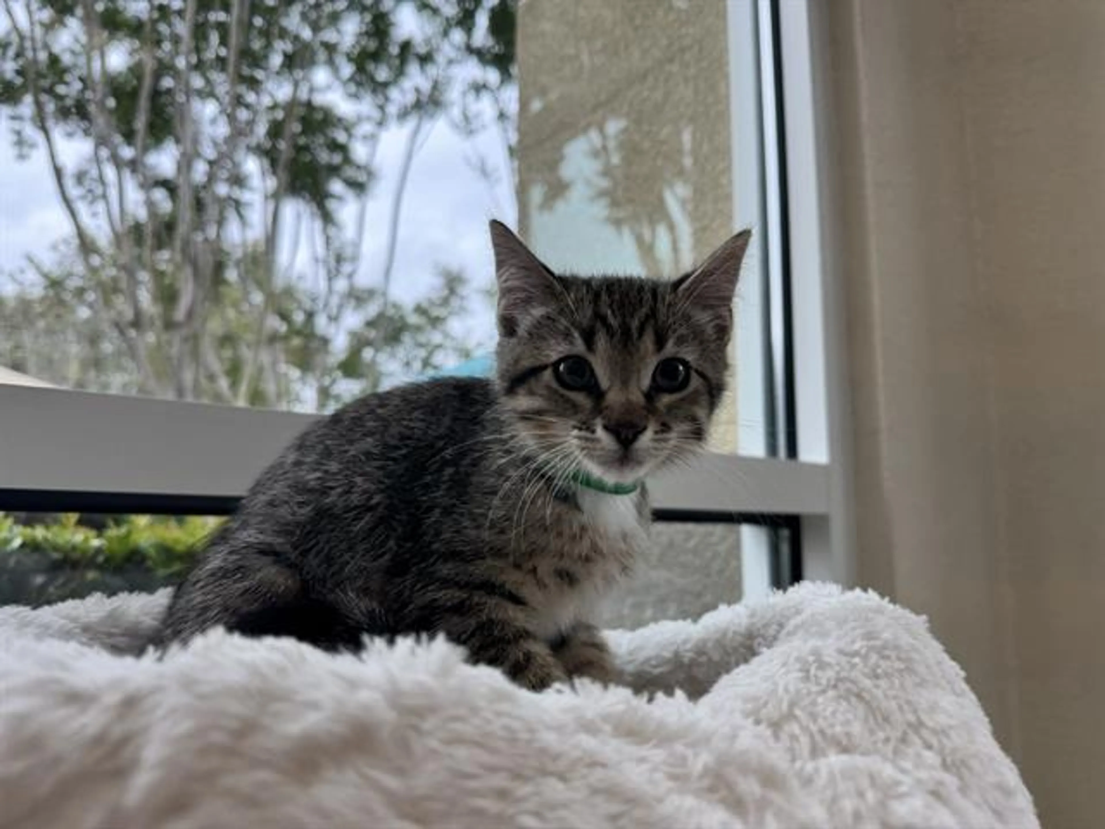 Found pet