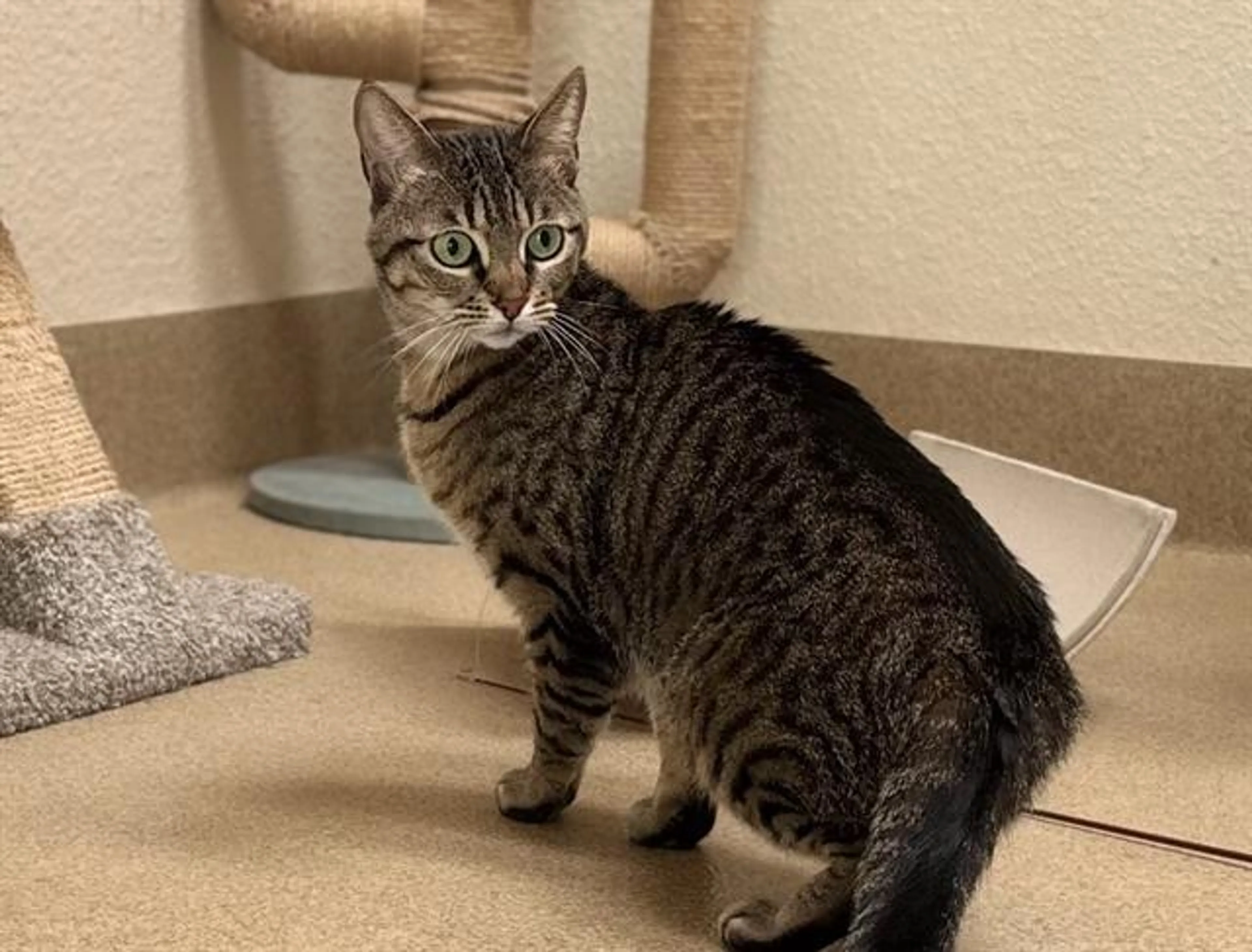 Found pet