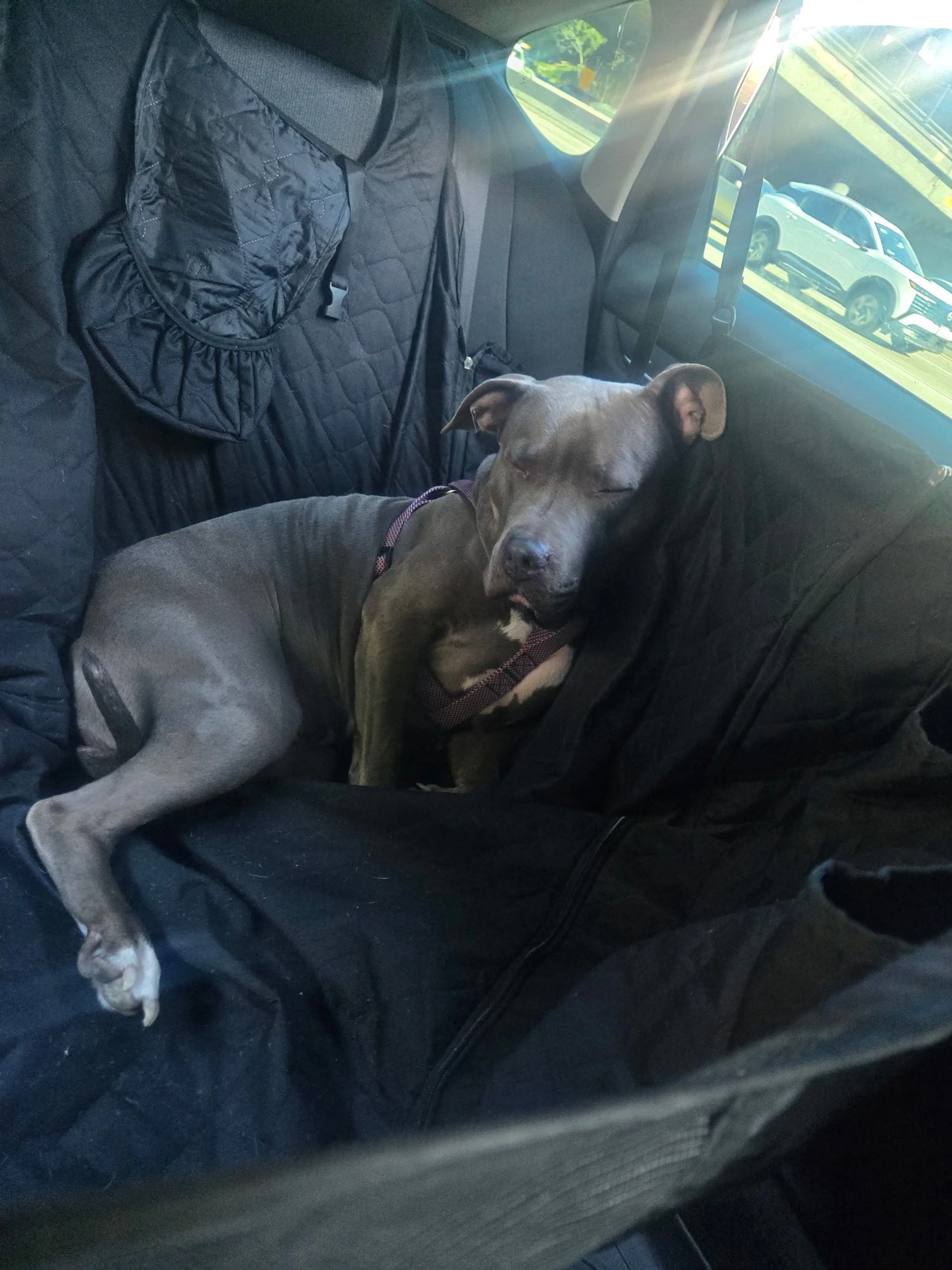 Lost pet-2