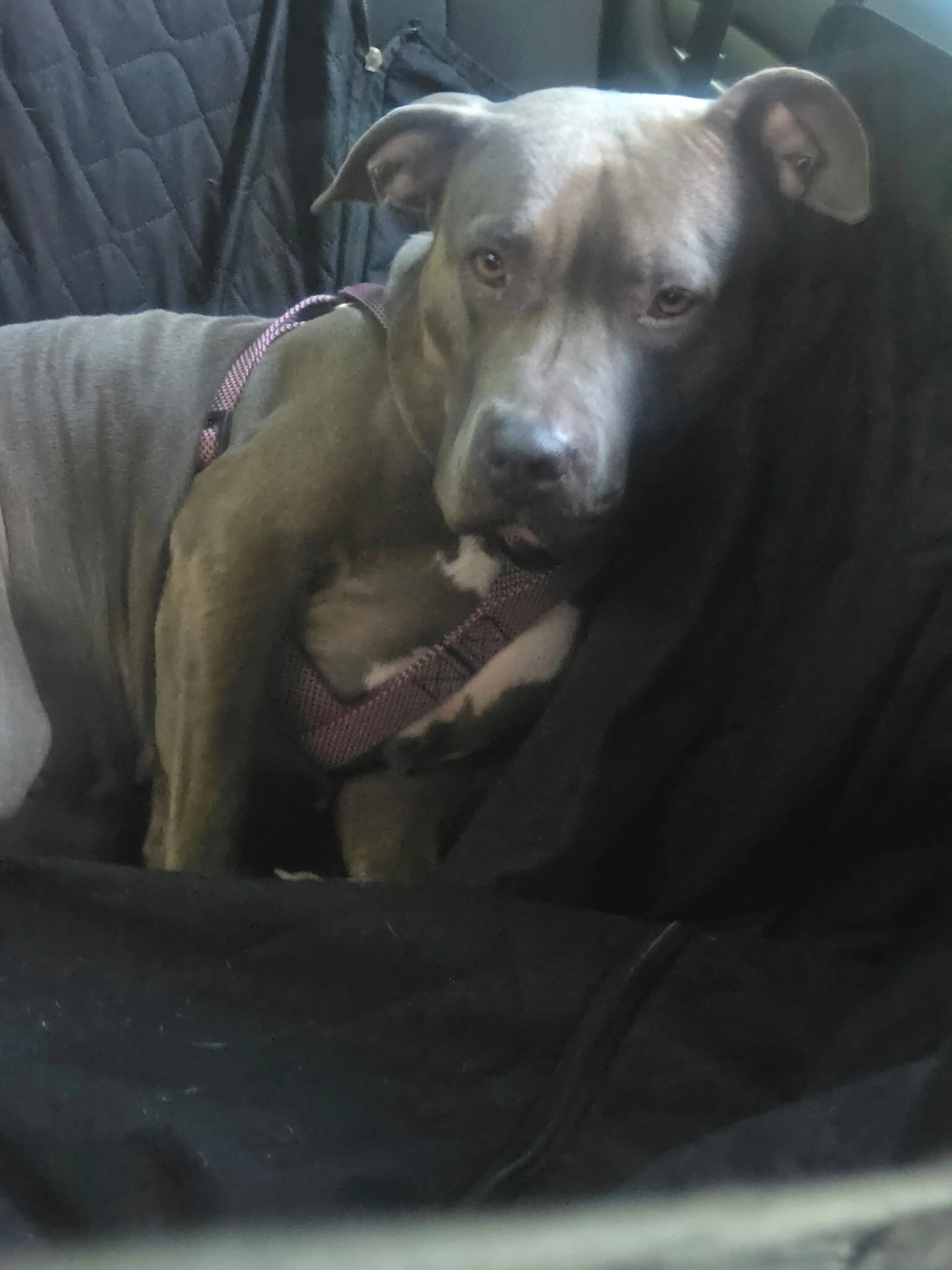 Lost pet-3