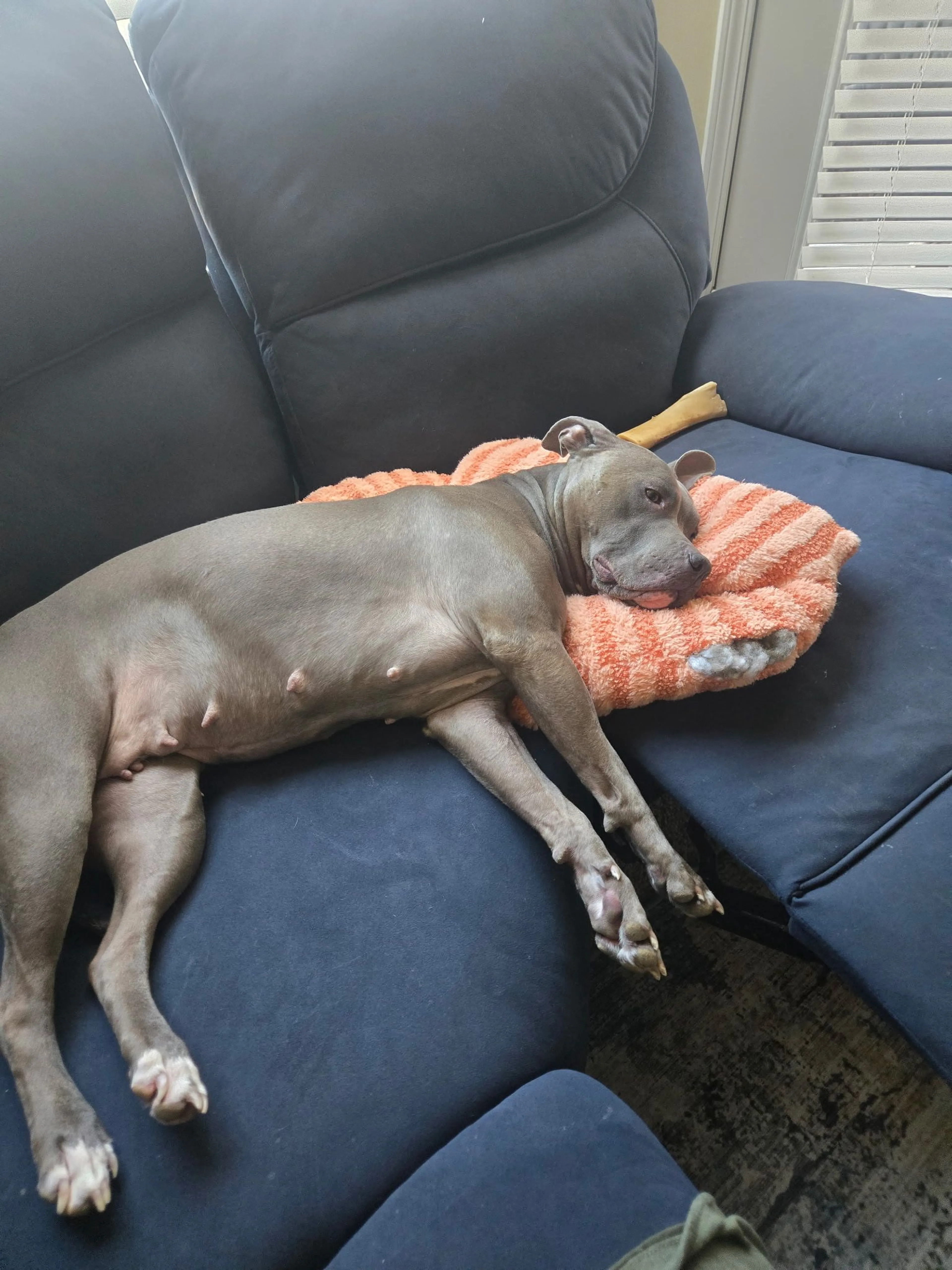 Lost pet-1