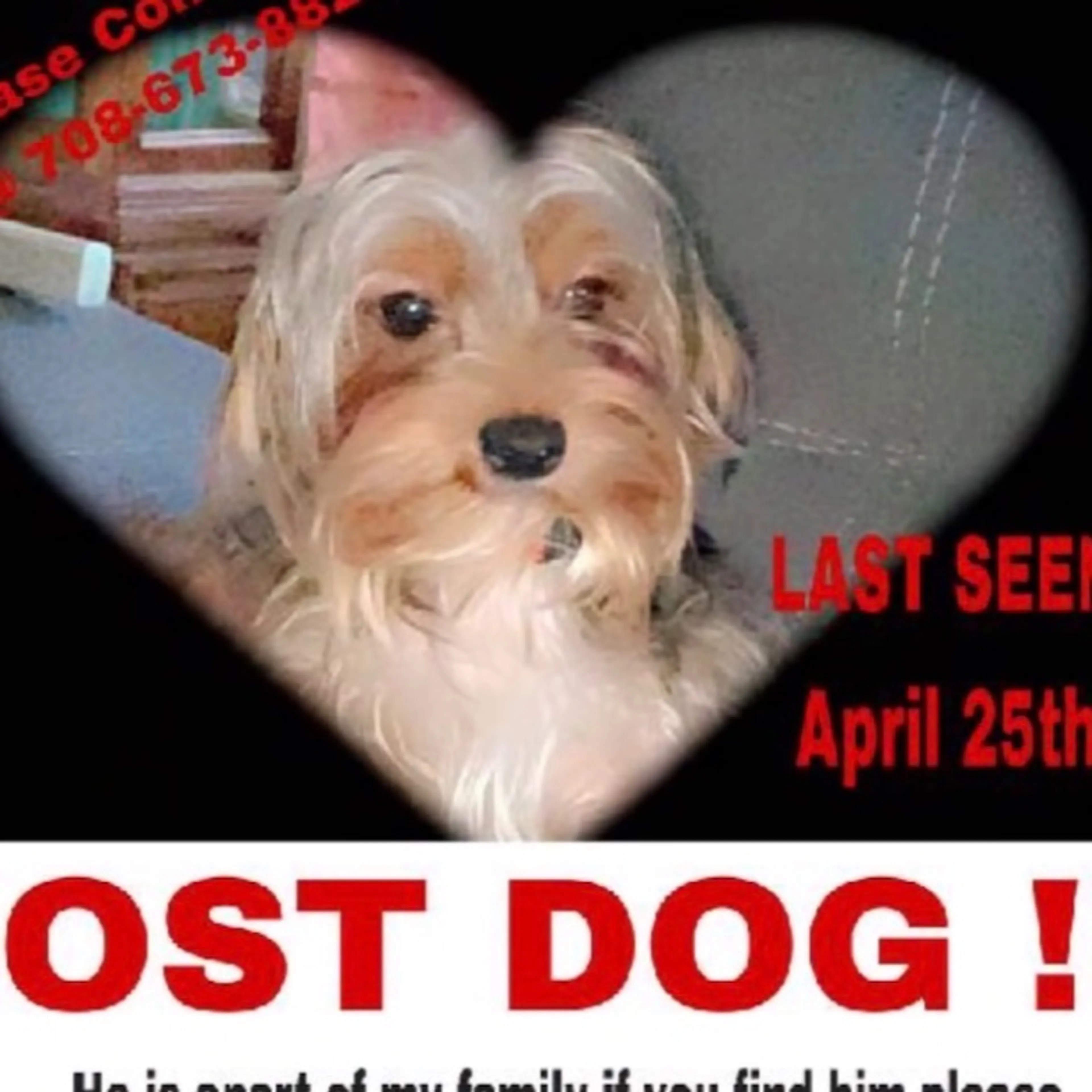 Lost pet